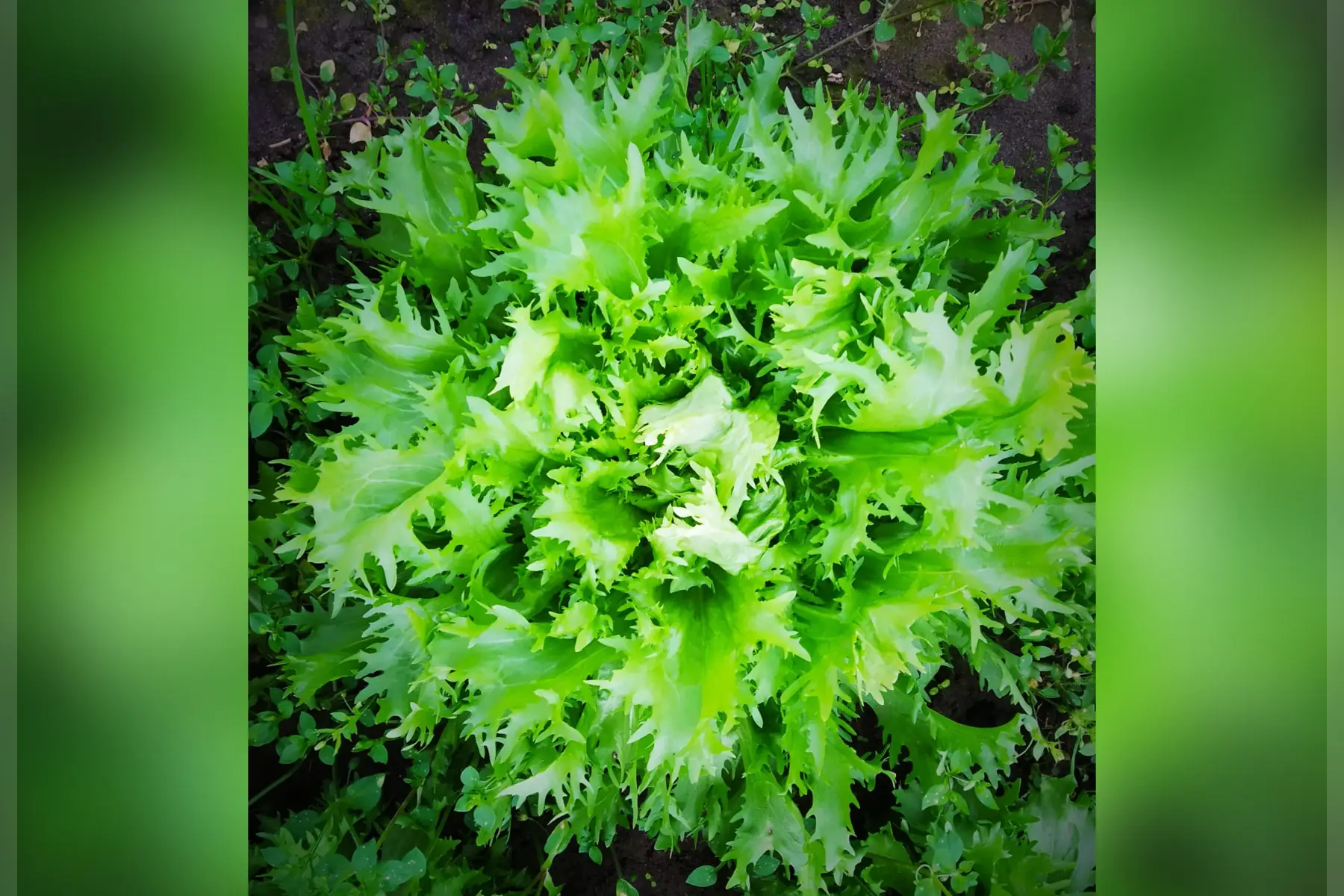 feuilles de scaroles bio