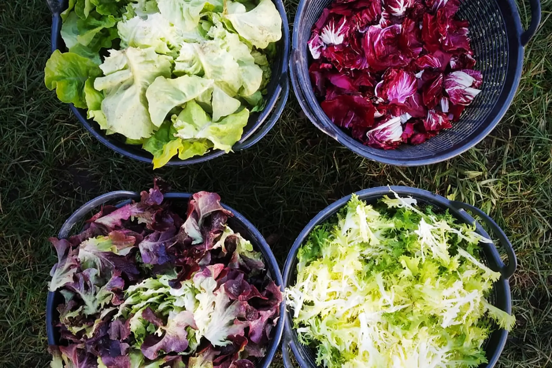 mélange de salades bio