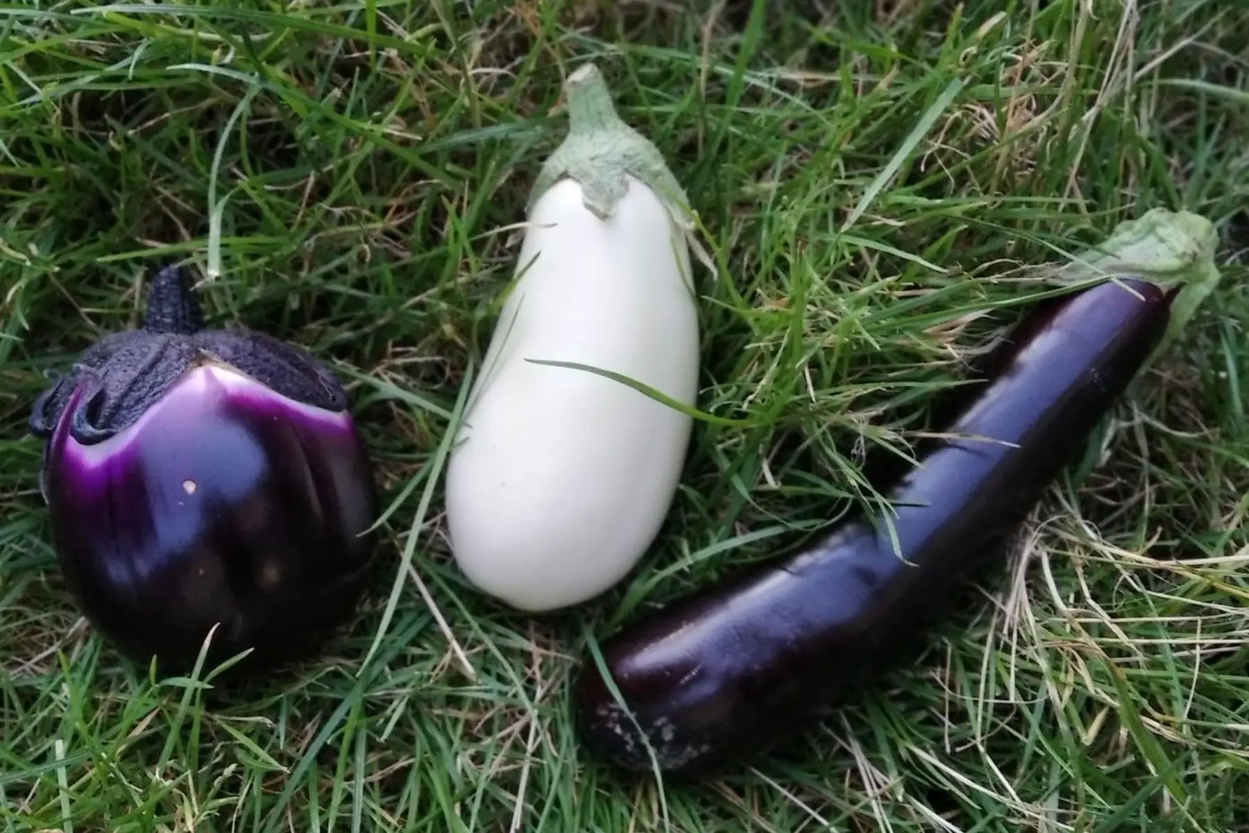 aubergines bio (lot de 4-6)