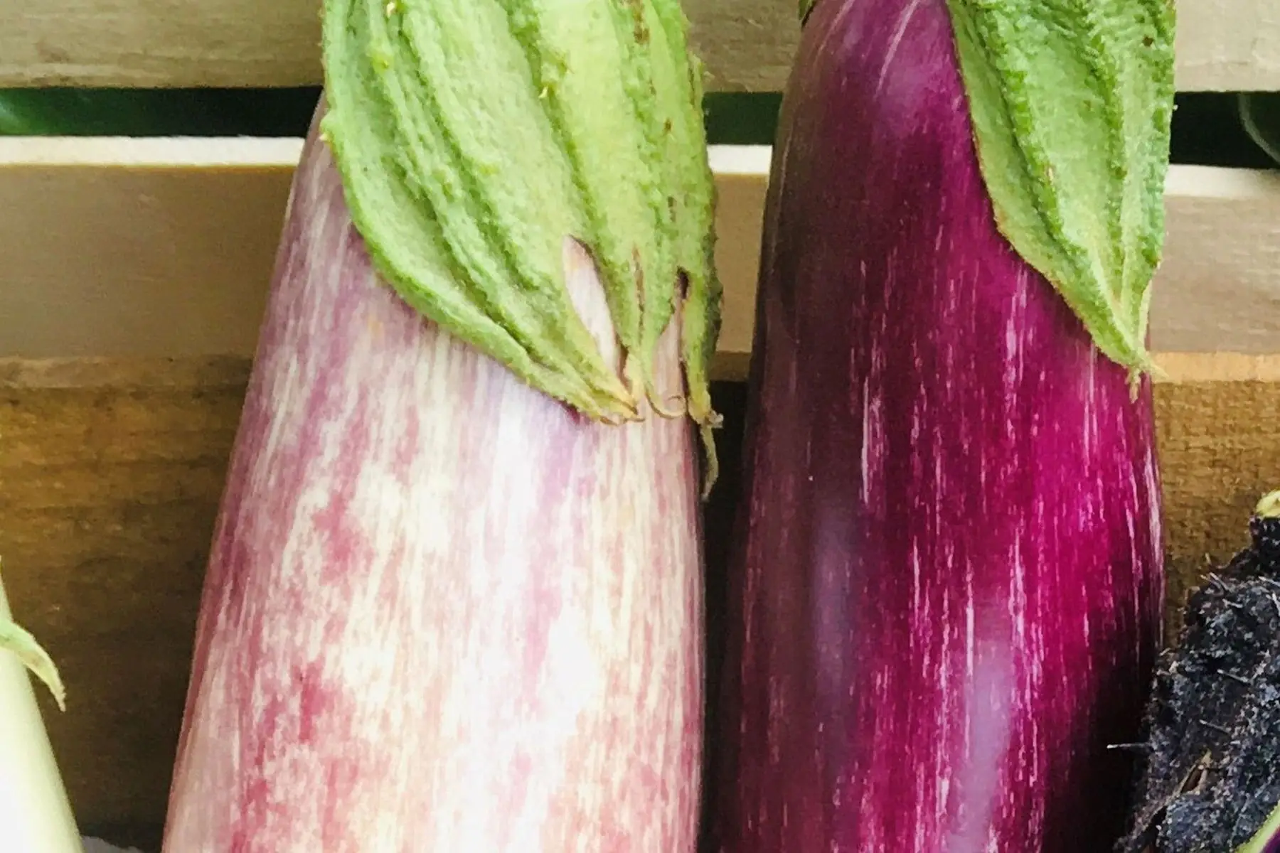 aubergines longues rayées bio