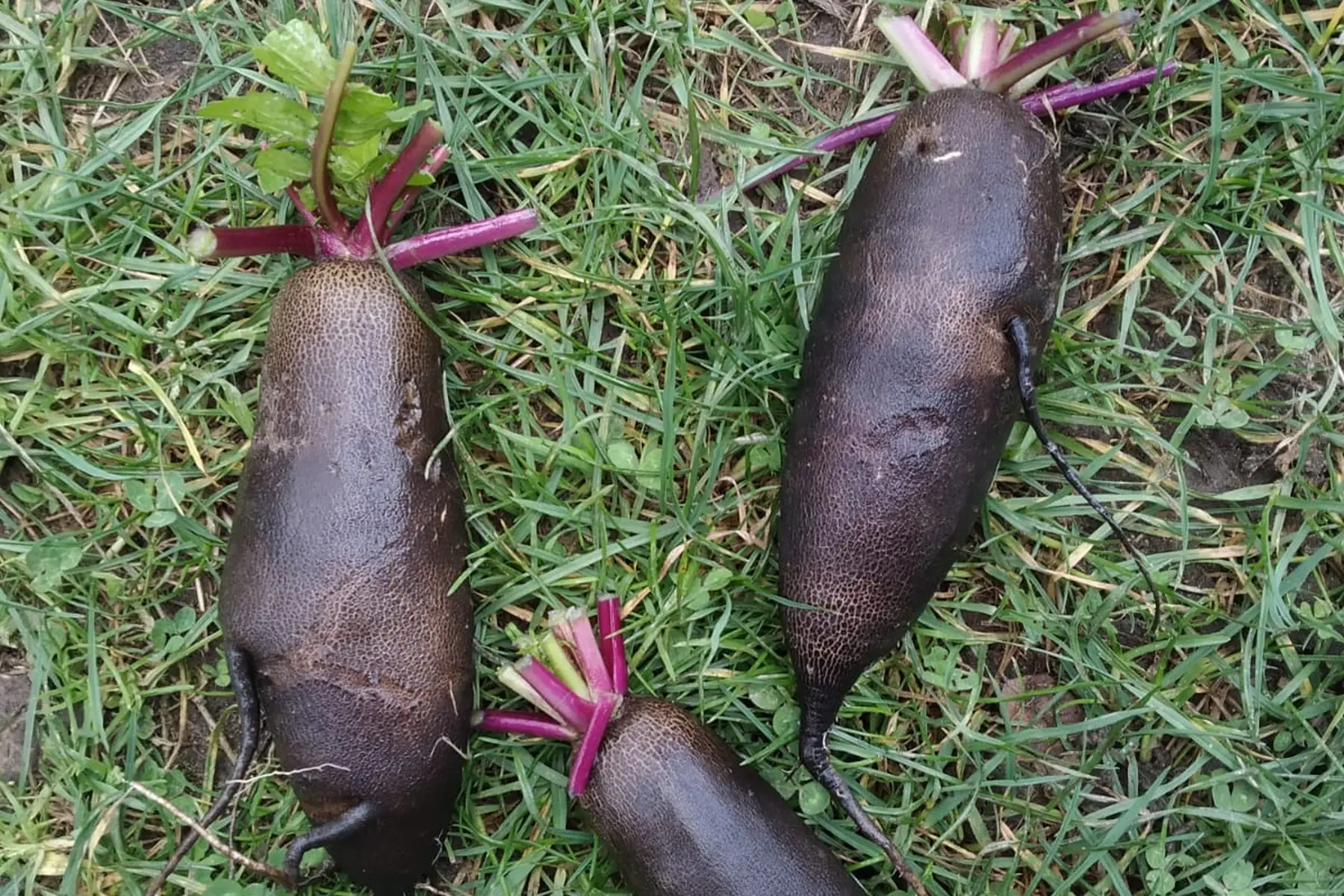 radis noirs long bio