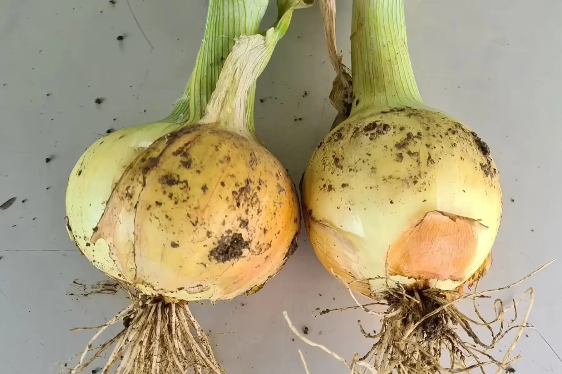 LE JARDIN DES ILLOTTES