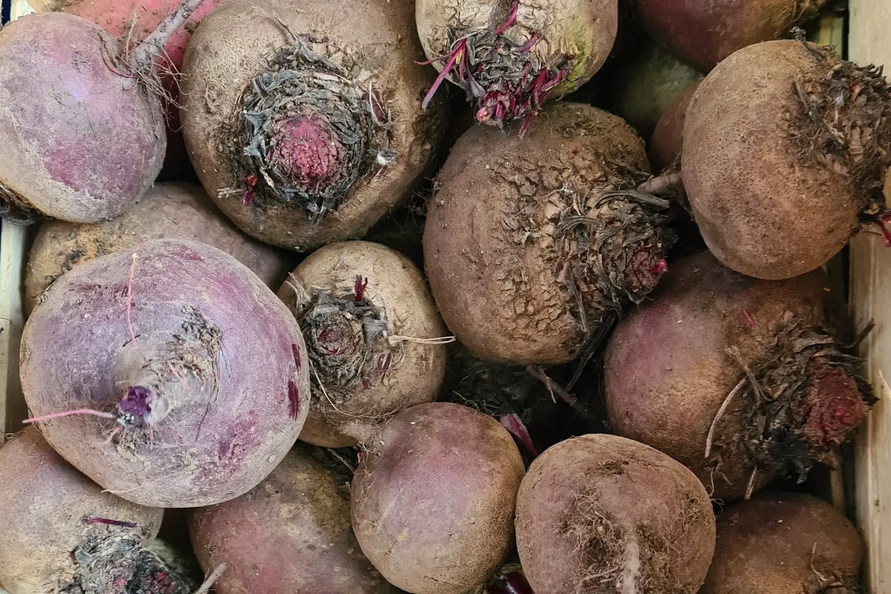 betterave rouge