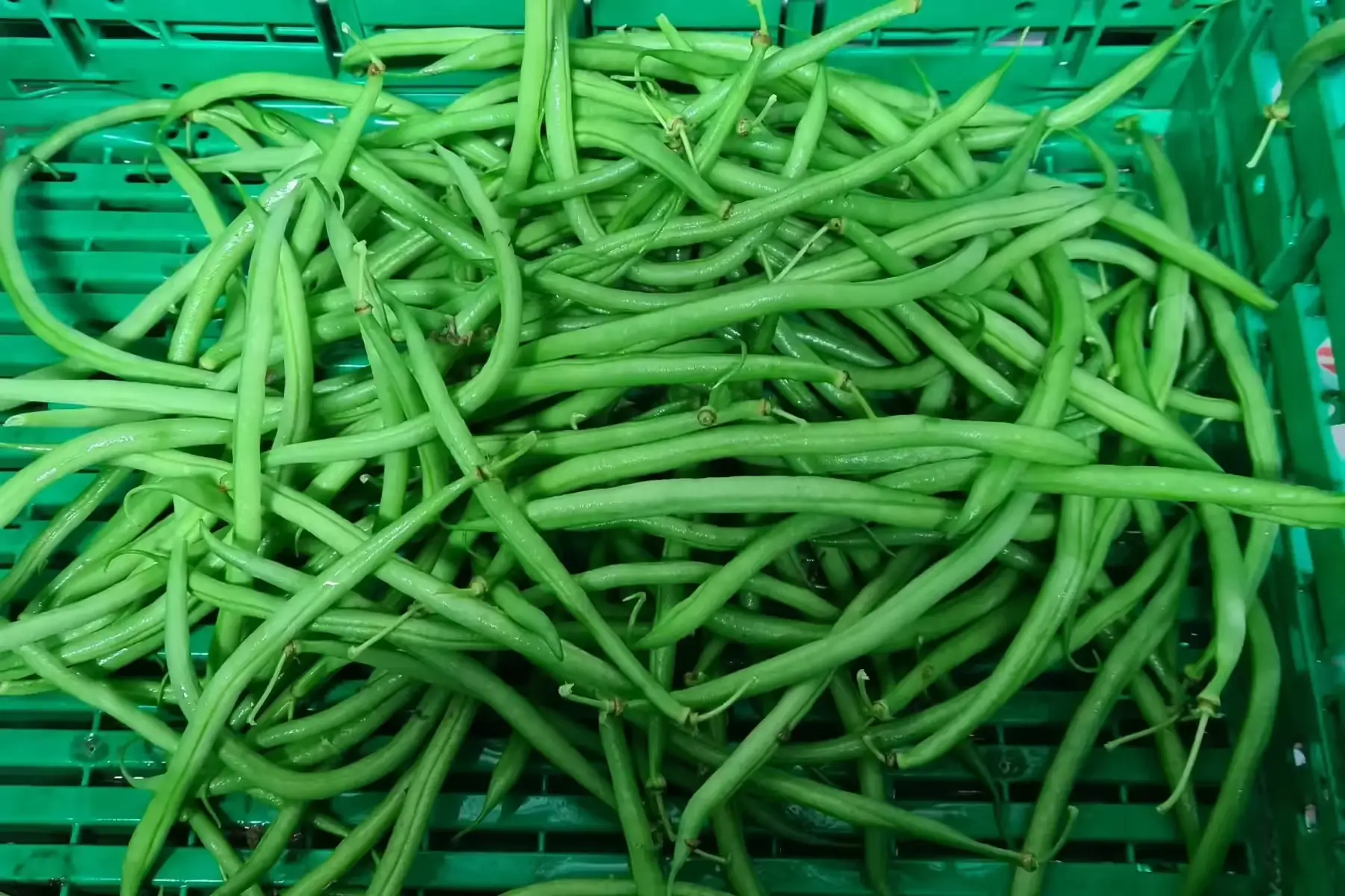 haricot vert