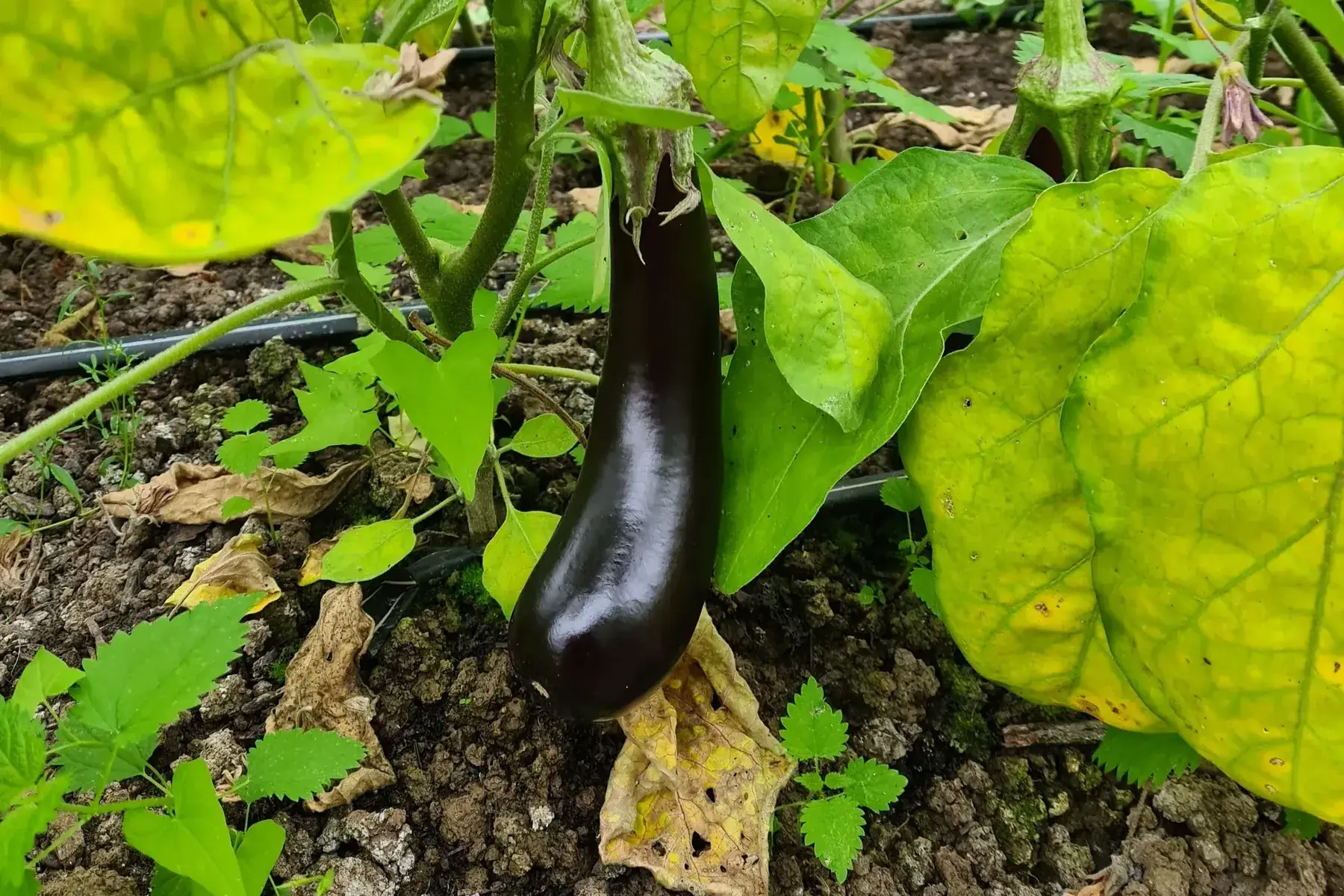 aubergine