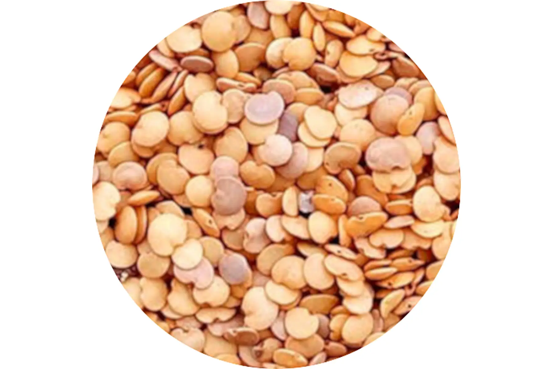 graines de poivrons/piments/aubergines