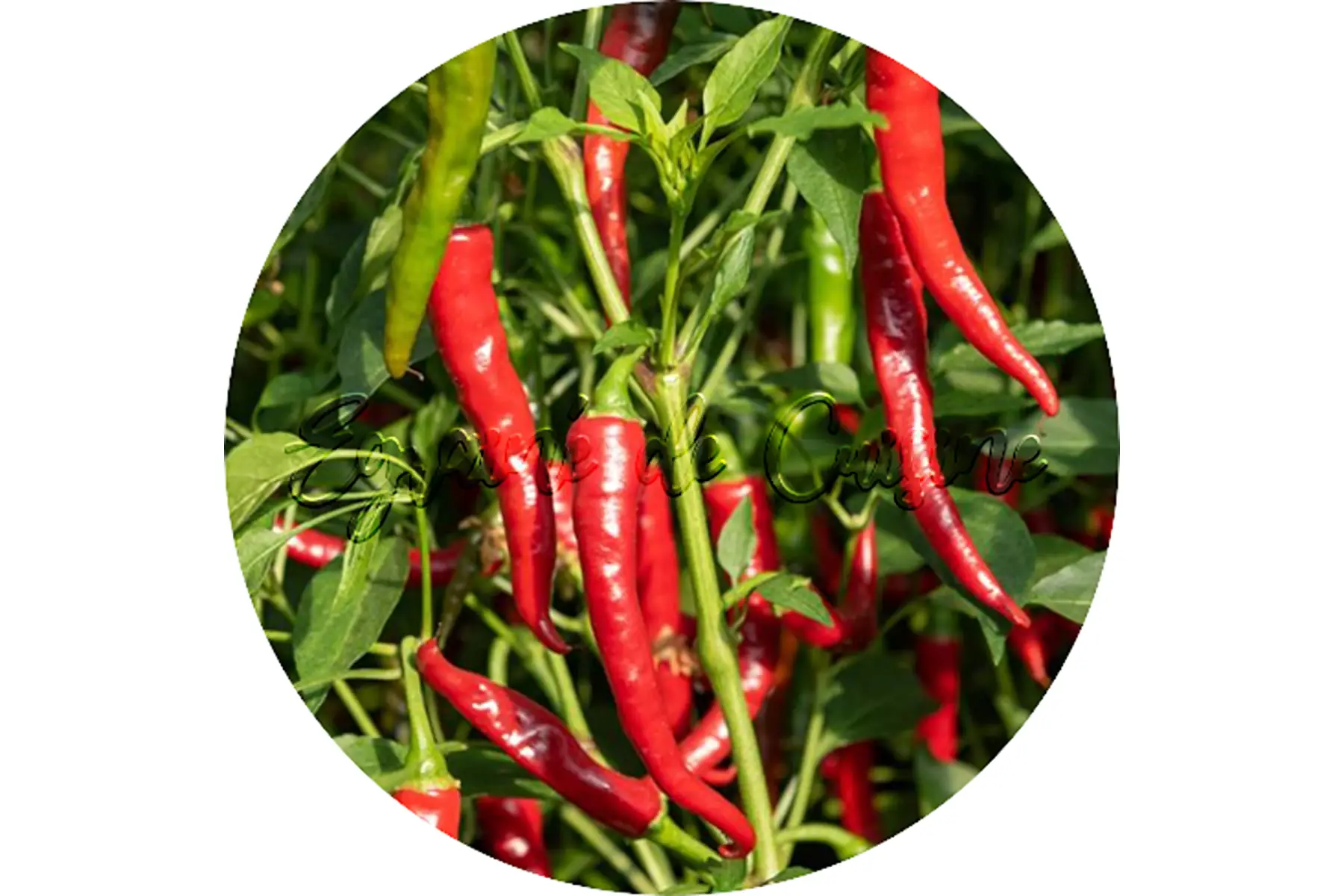 plant de piment