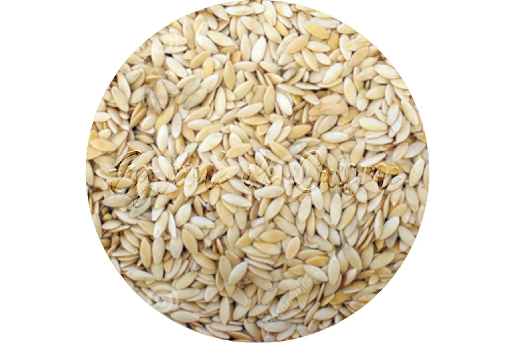 graines de concombres