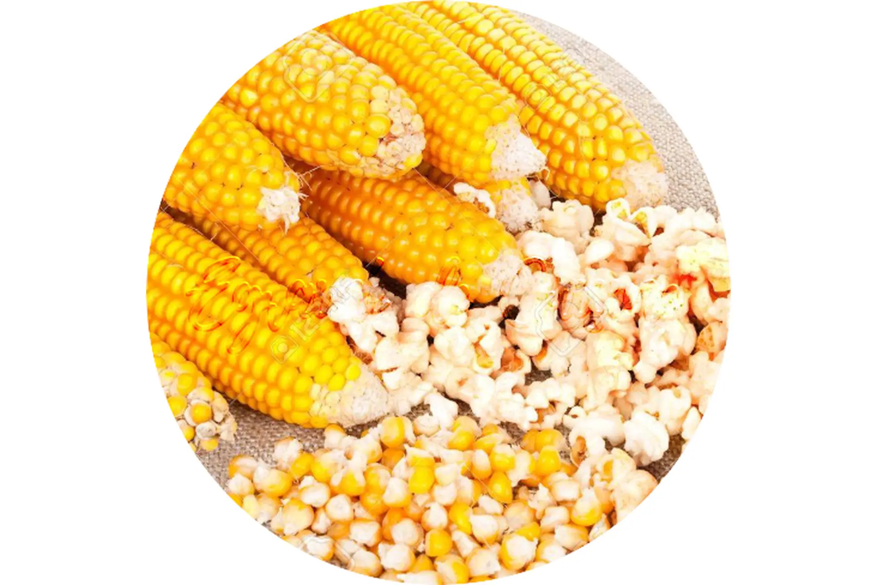 maïs pop corn à eclater