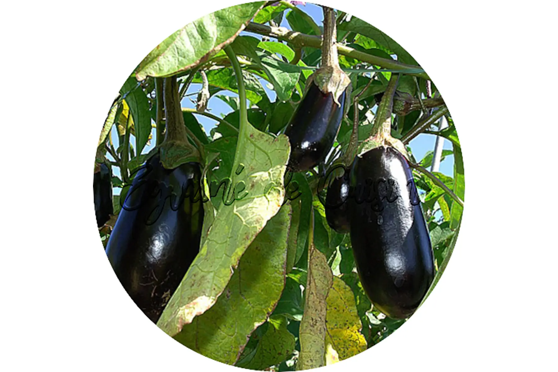 plant d'aubergine