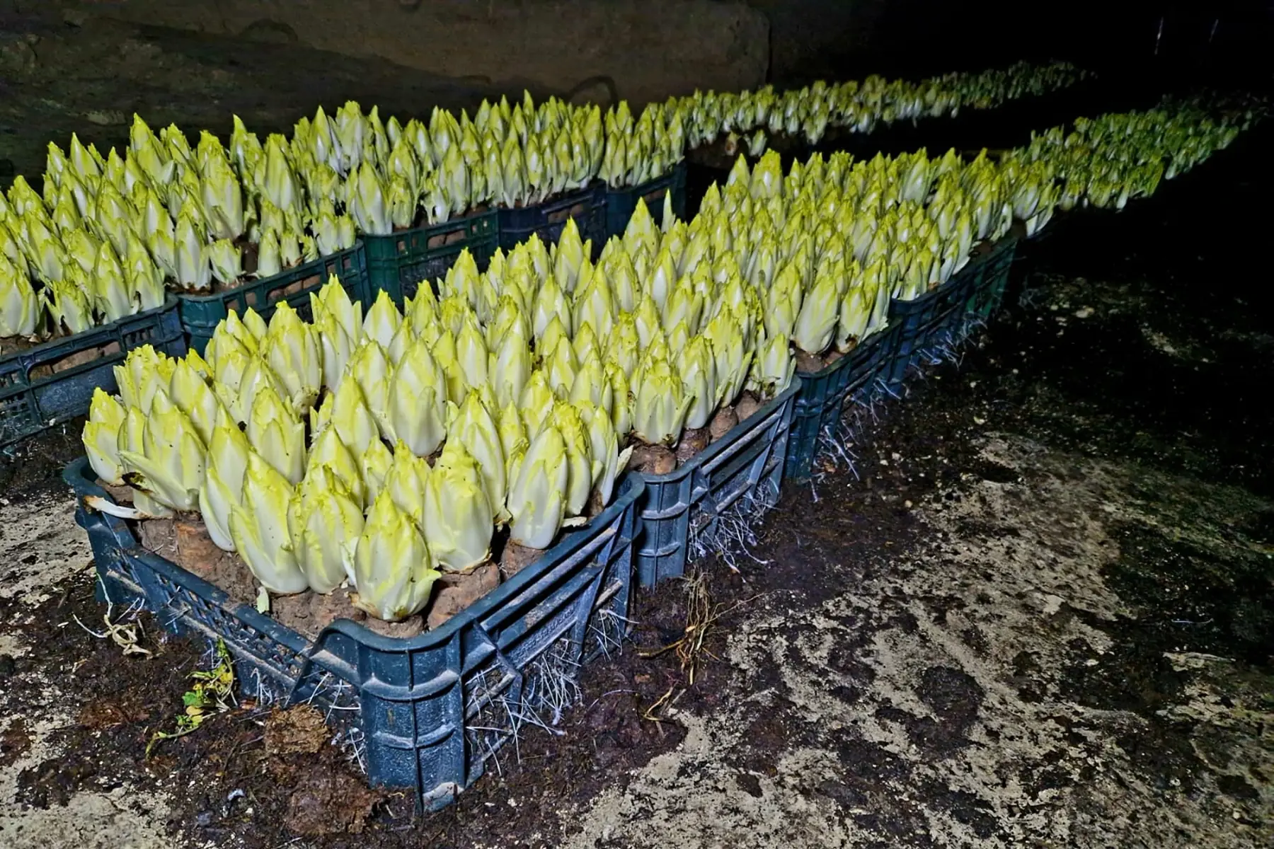 les champis de l antre deux mers