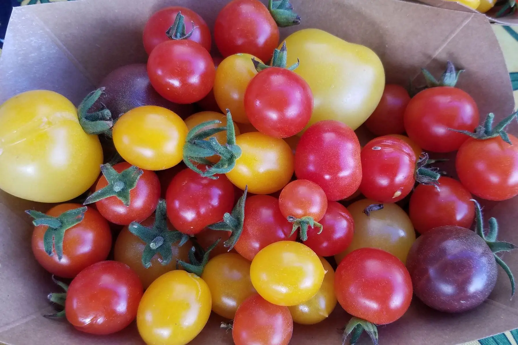 tomates cerise et cocktail en barquette de 250gr