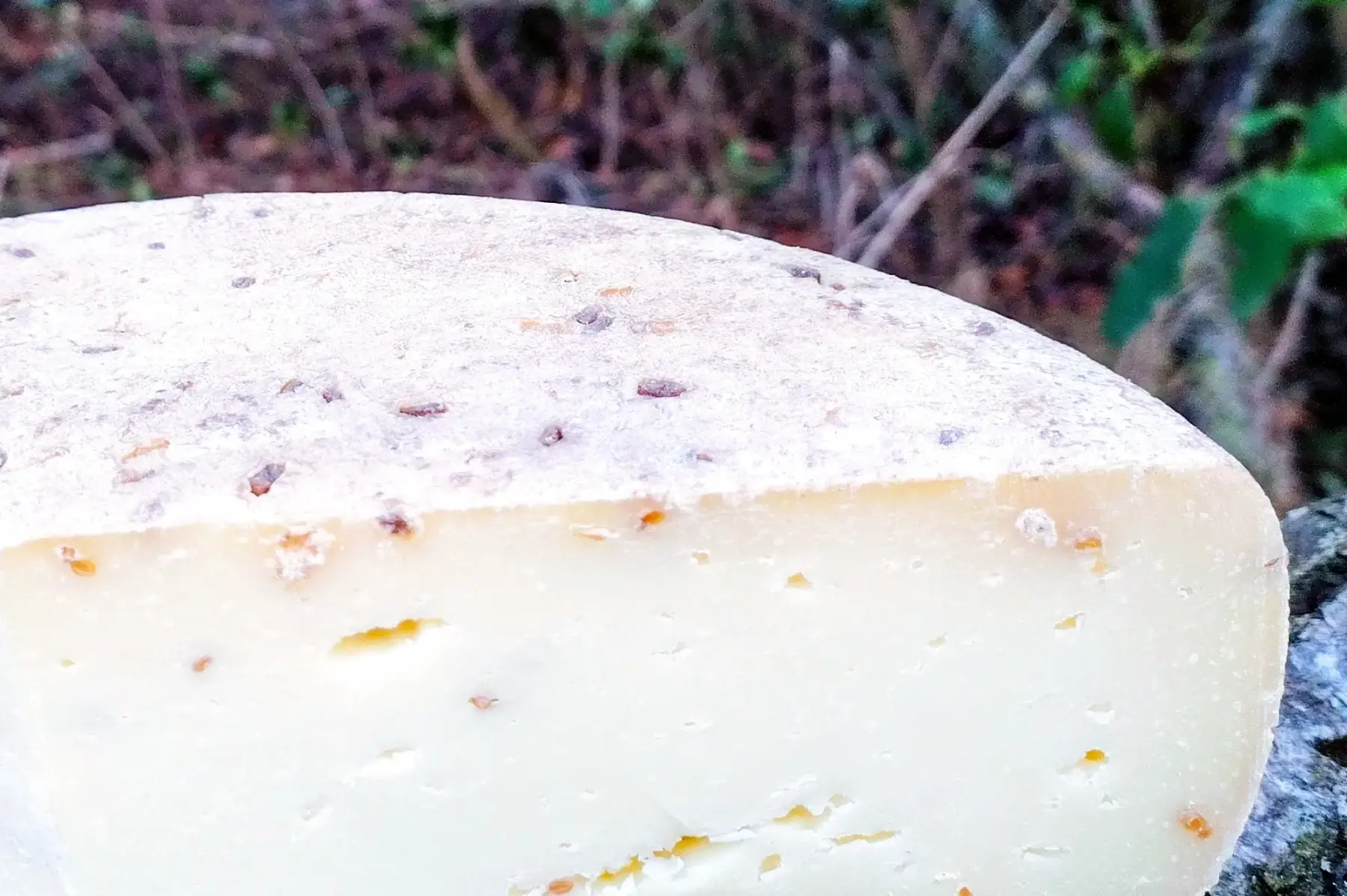 Tomme de brebis aux graines de fenugrec