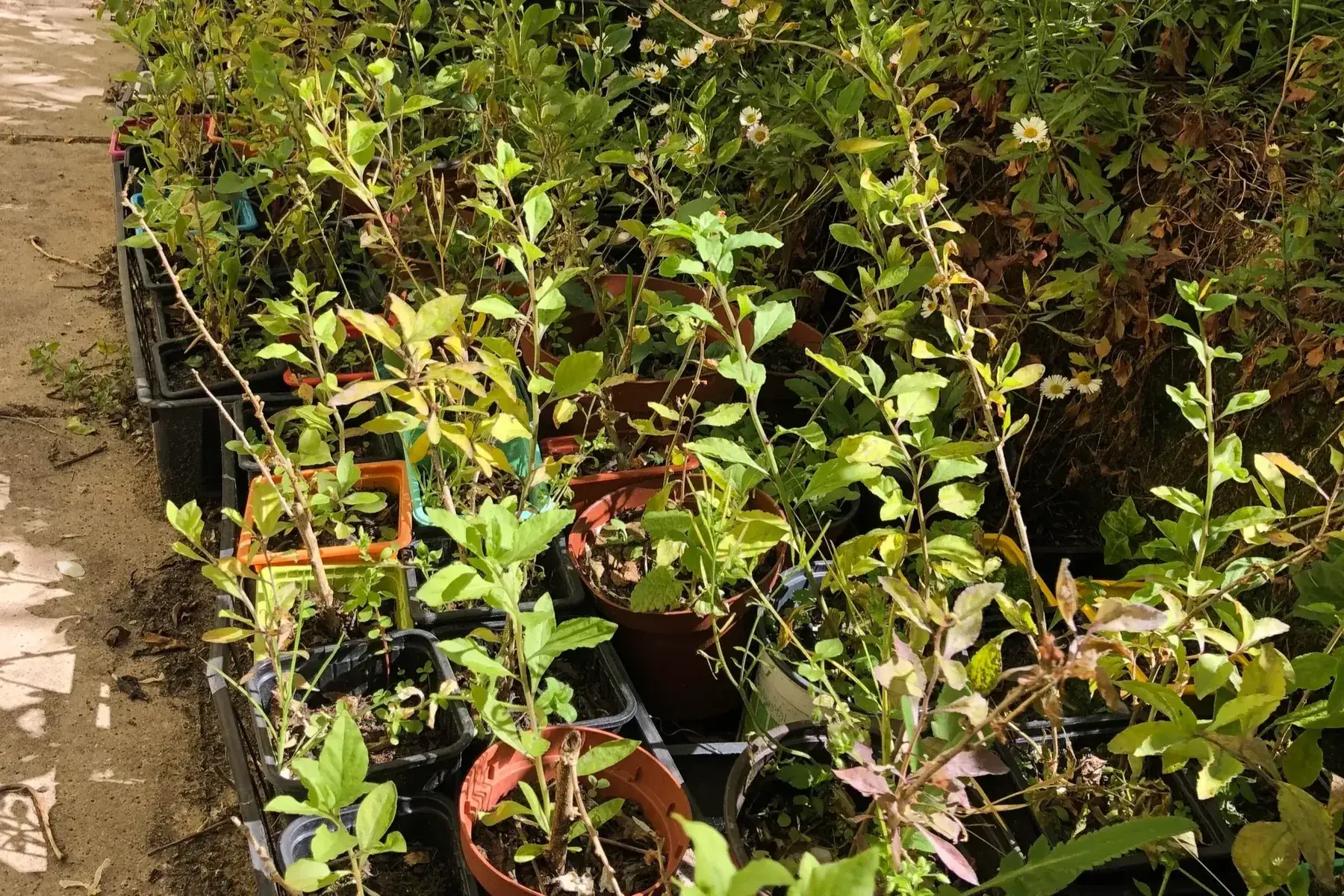 plants de goji de les gojis de numa