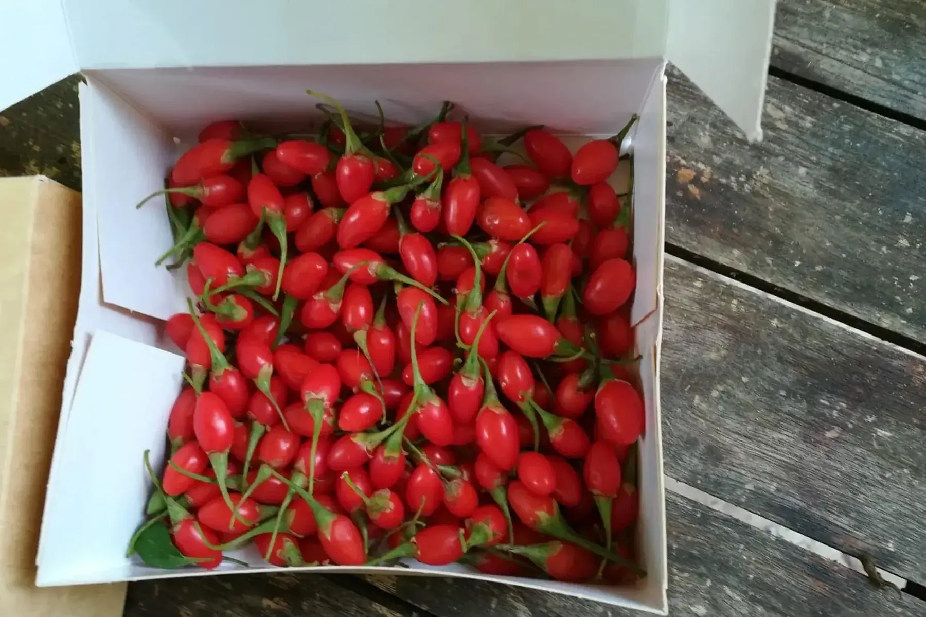 baies de goji fraiches de les gojis de numa