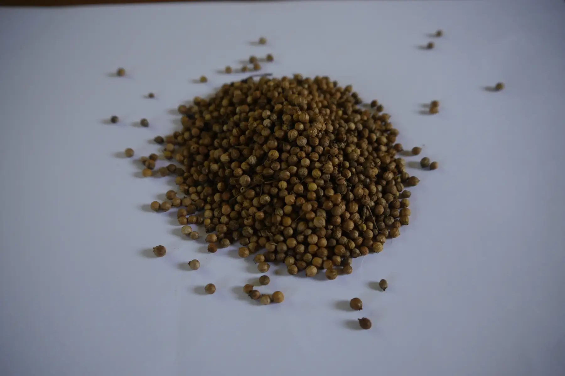 graines de coriandre