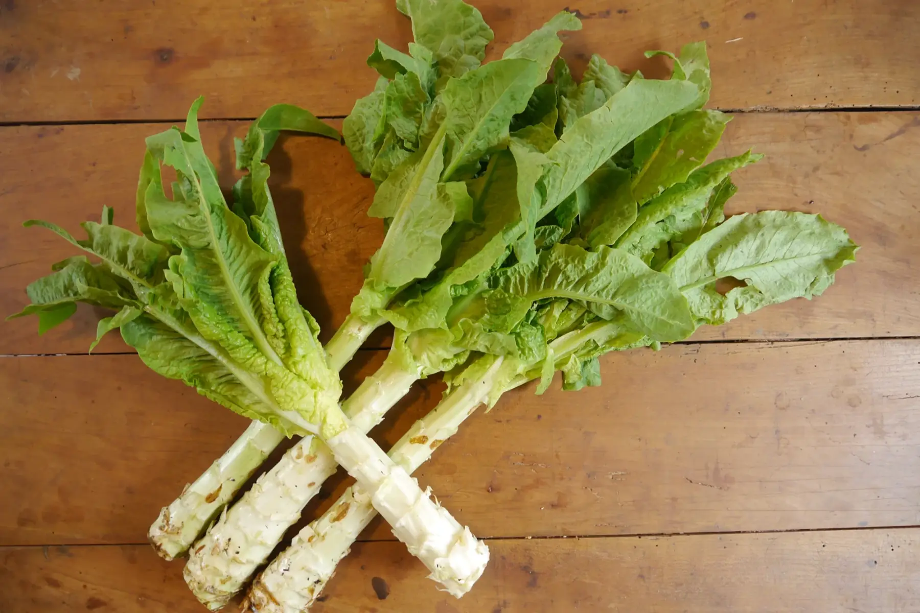 laitue asperge