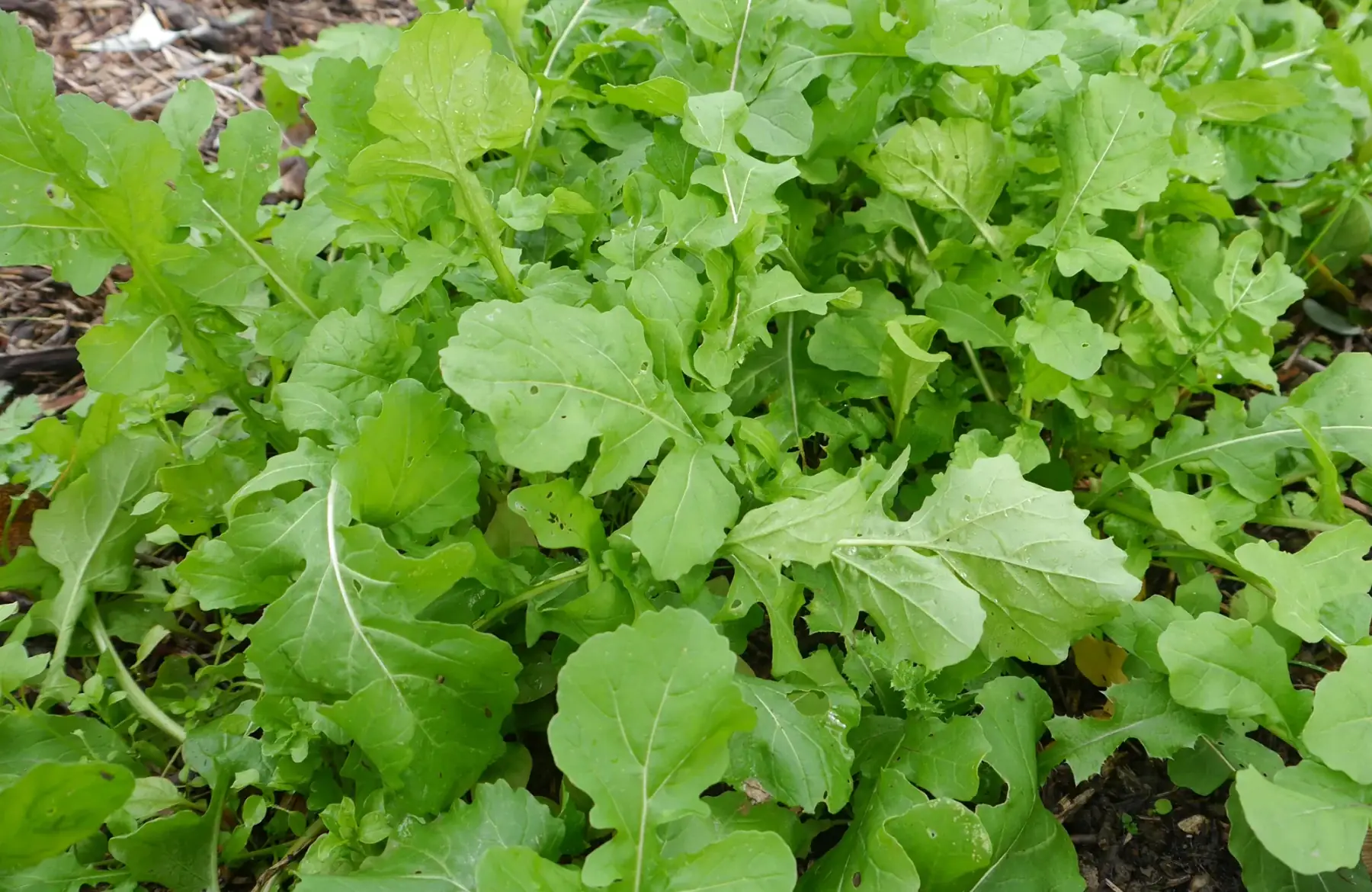 roquette