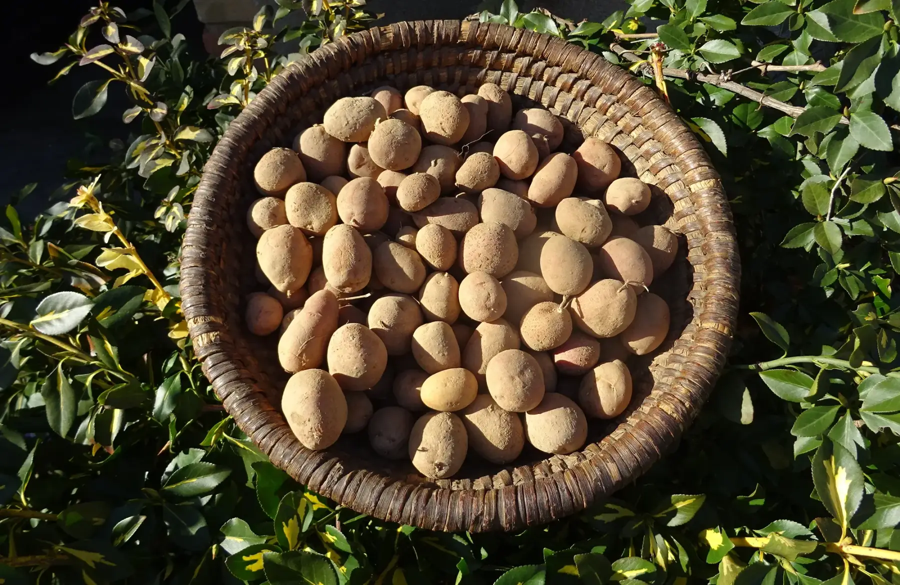 pomme de terre mona lisa calibre petit "grenaille"