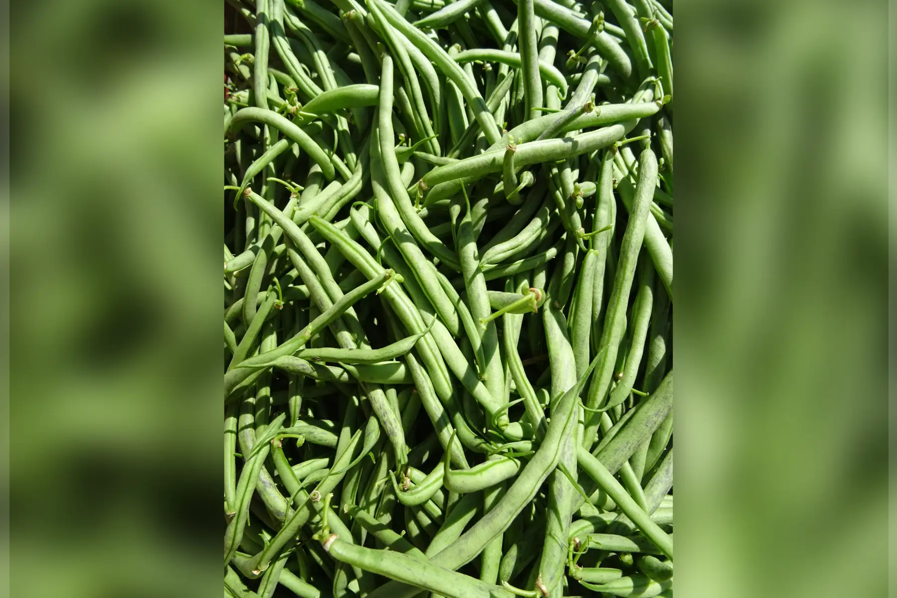 haricots vert