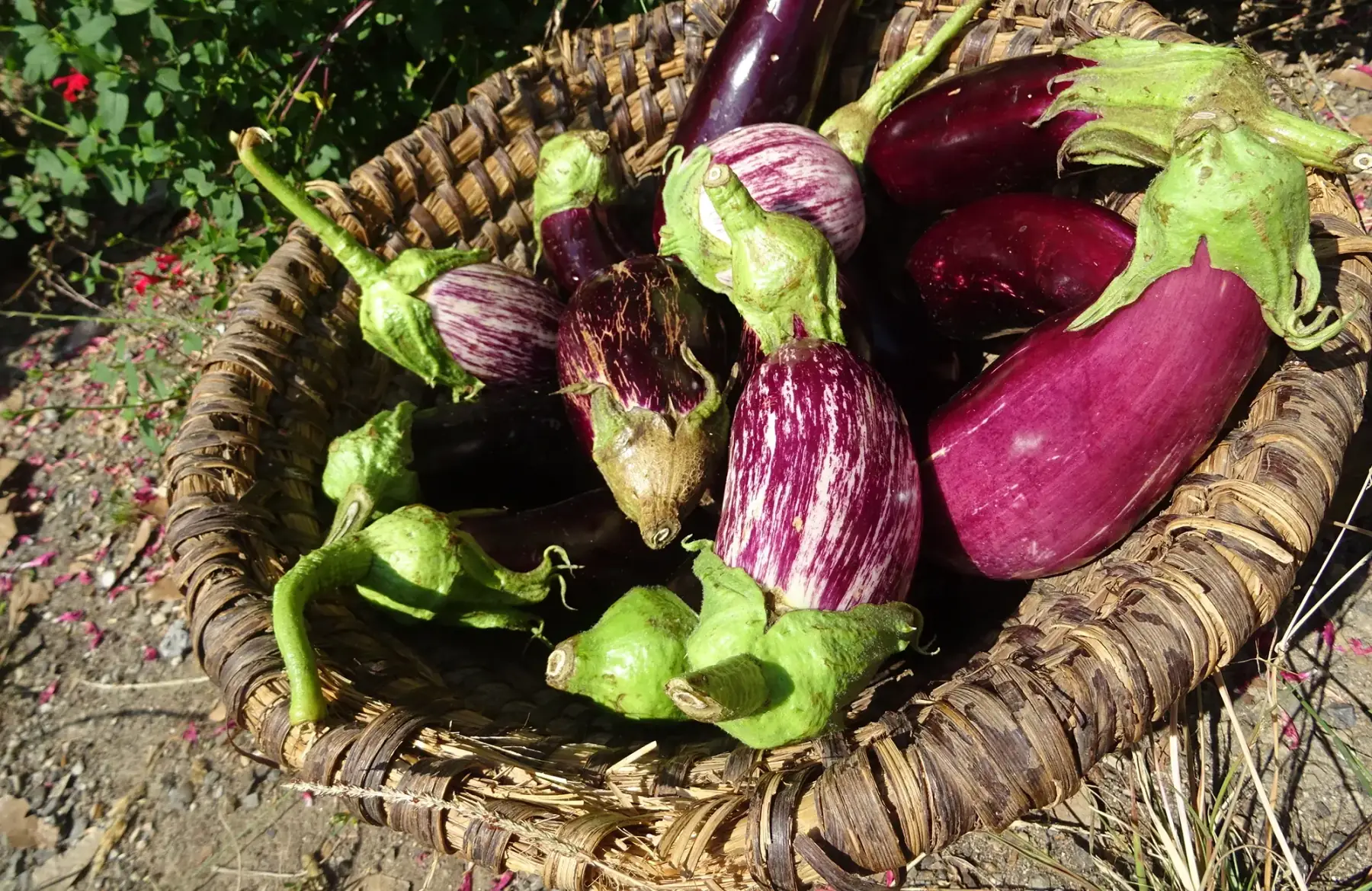 aubergine