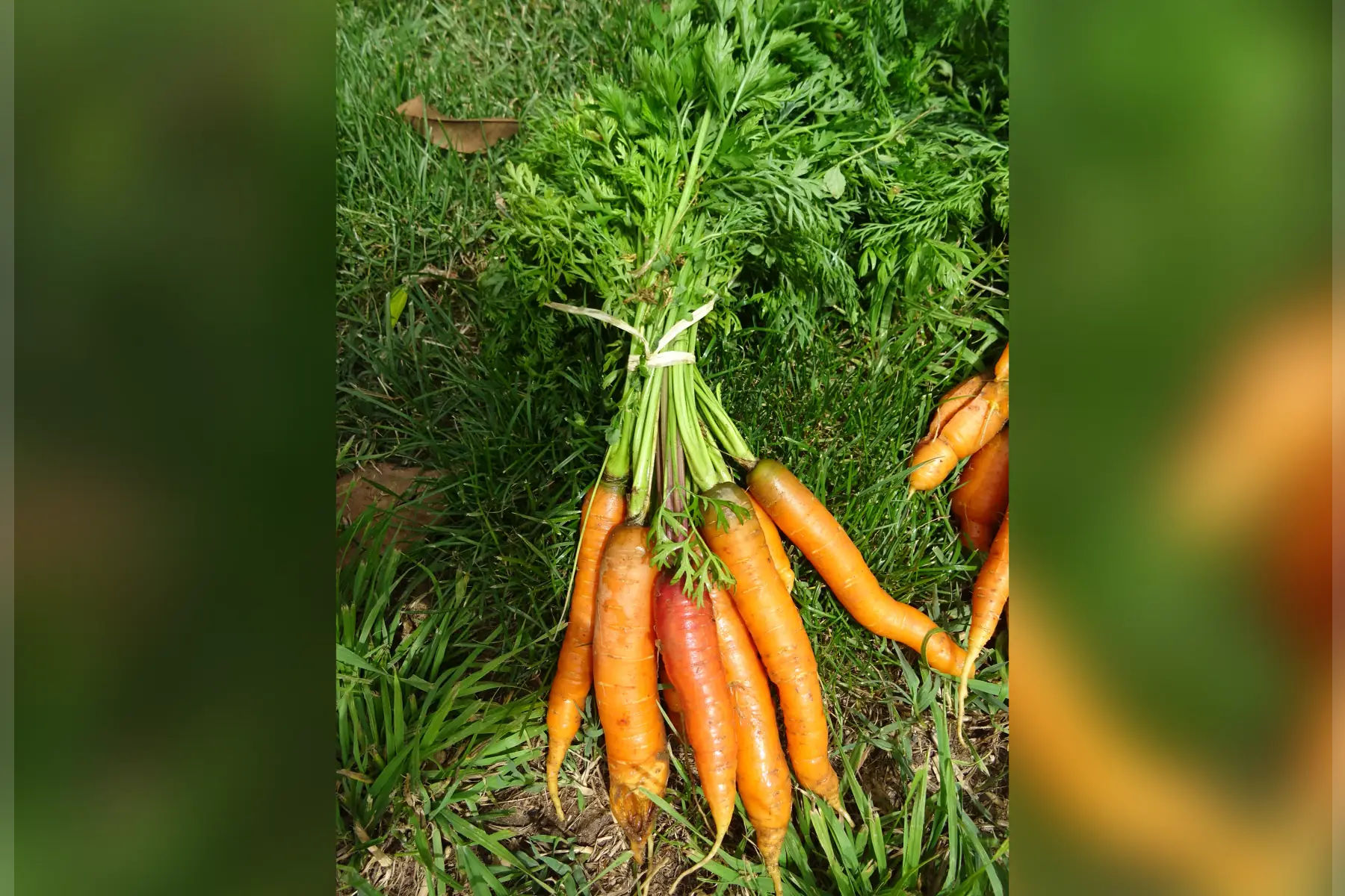 botte carottes