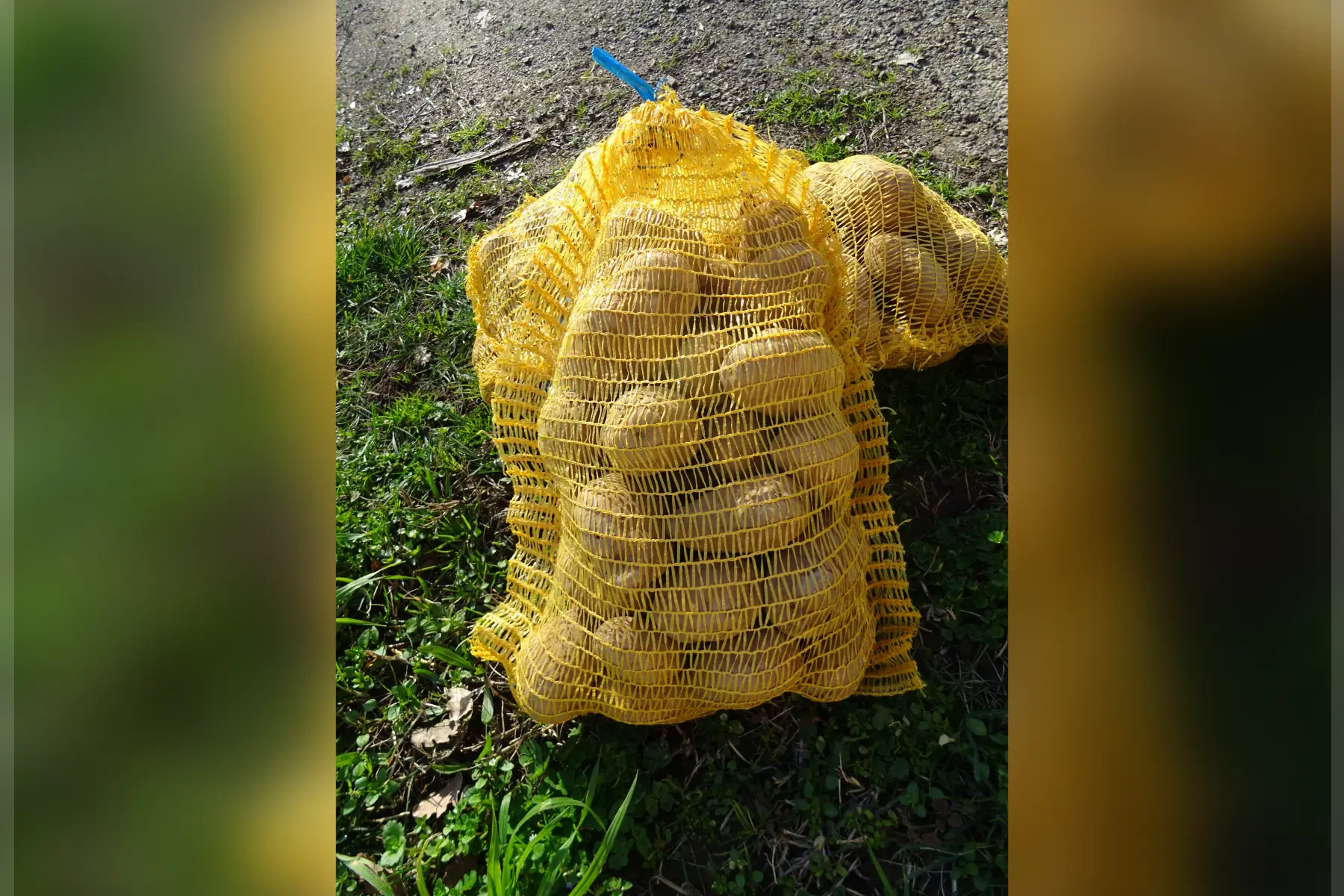 "Le jardin des mille pas"