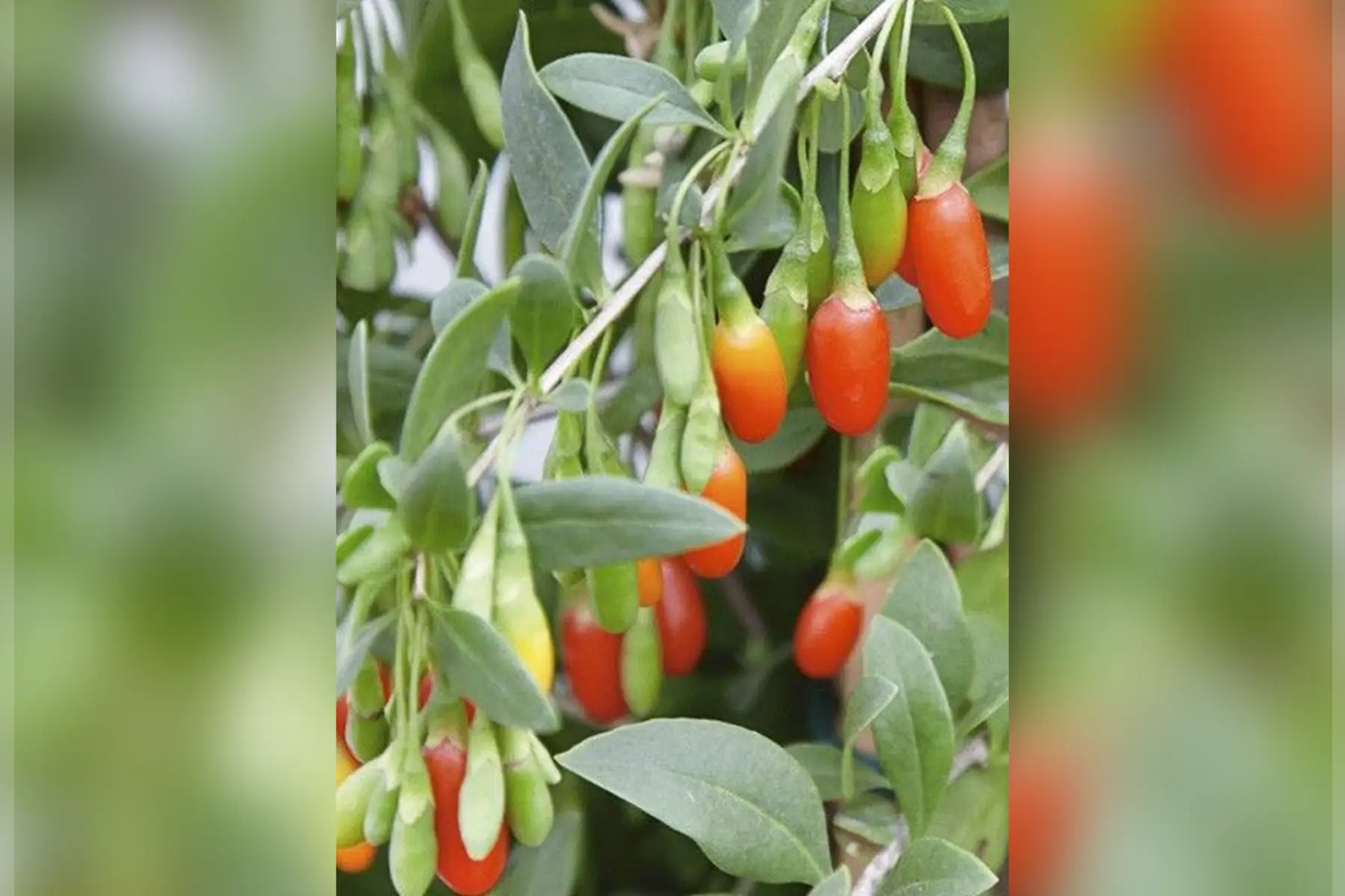 Au Jardin Gourmand