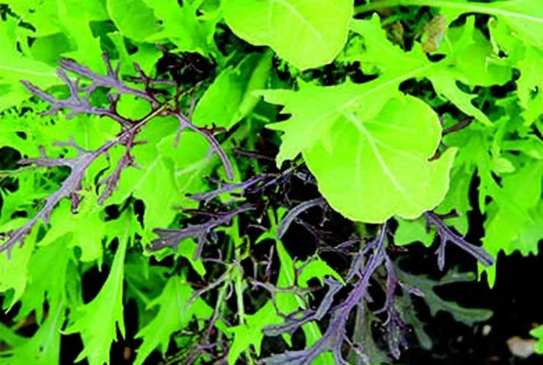 mesclun asiatique