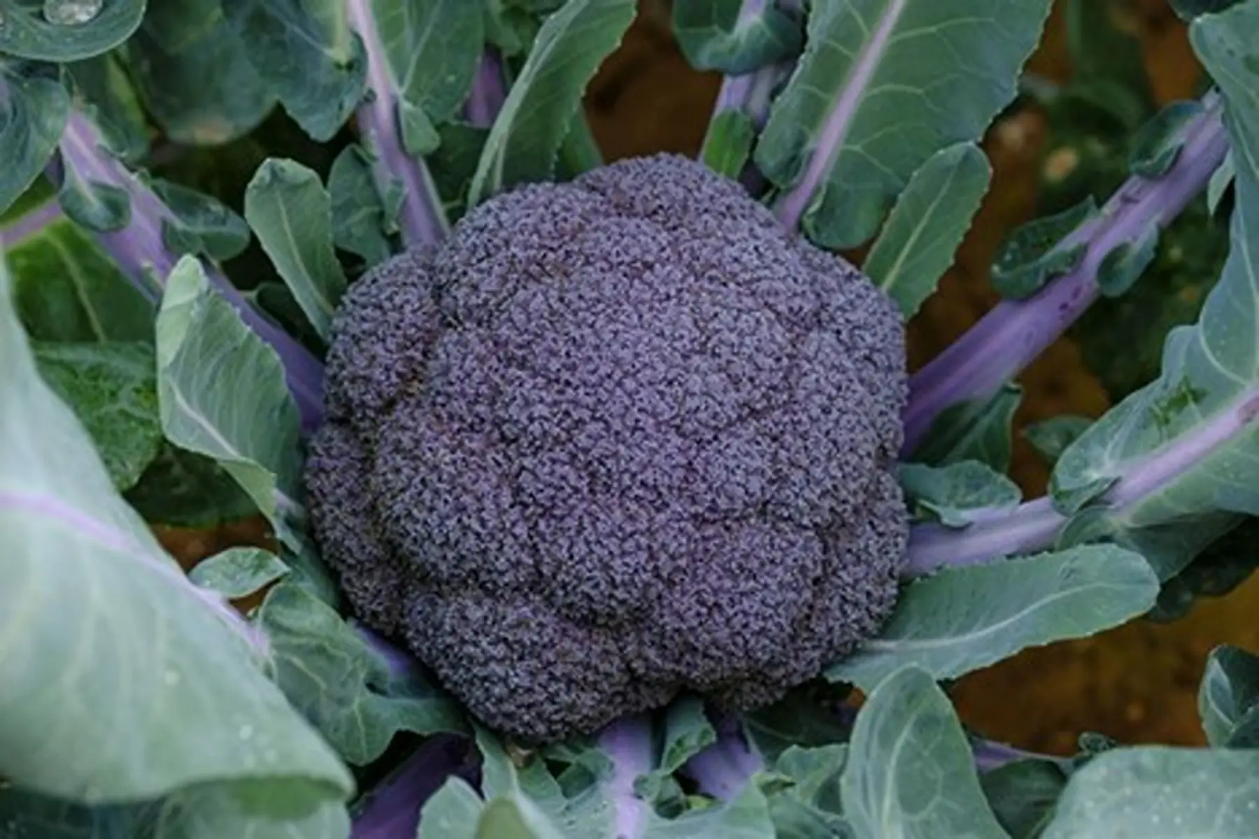 chou brocoli "purple magic"