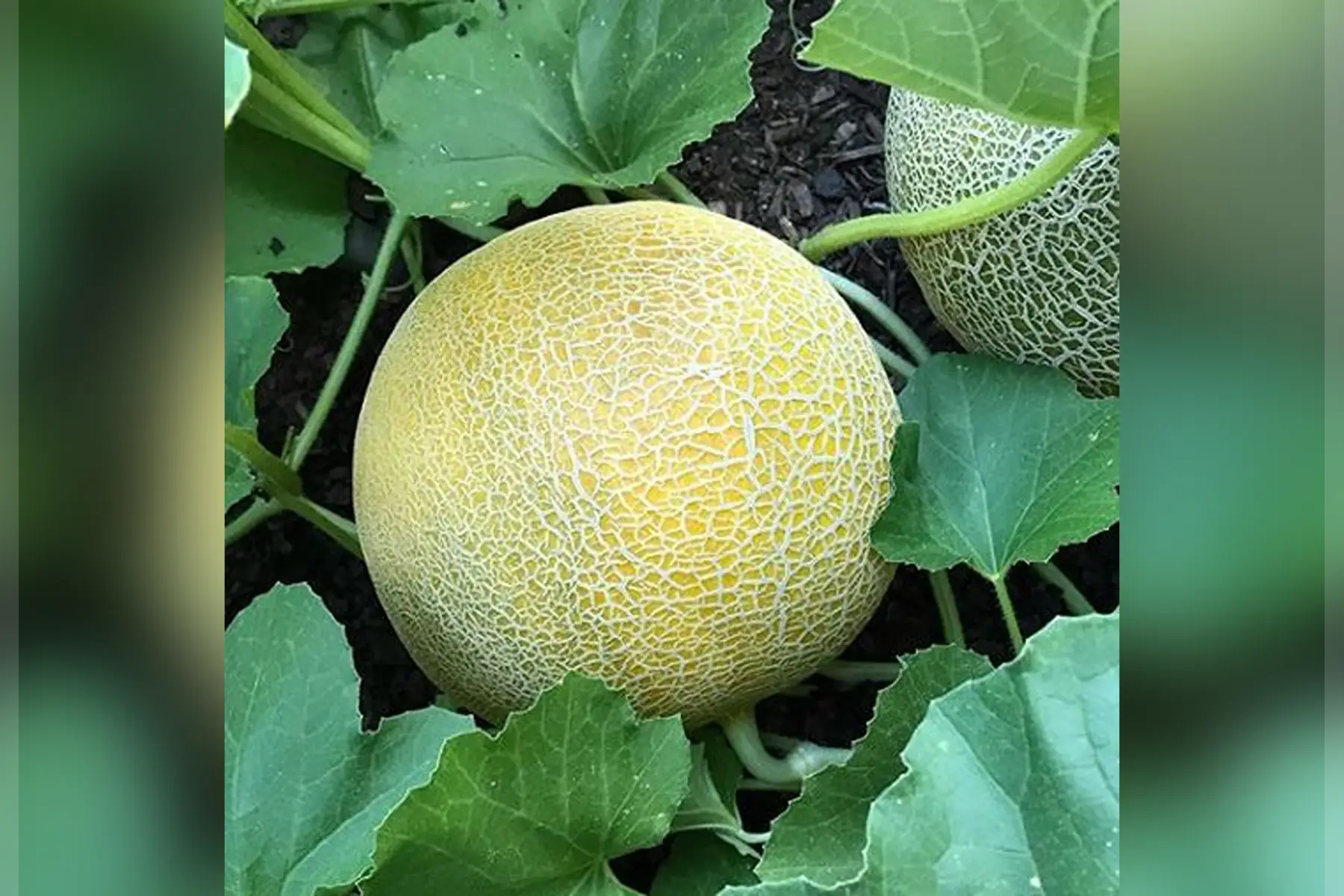melon "arava"