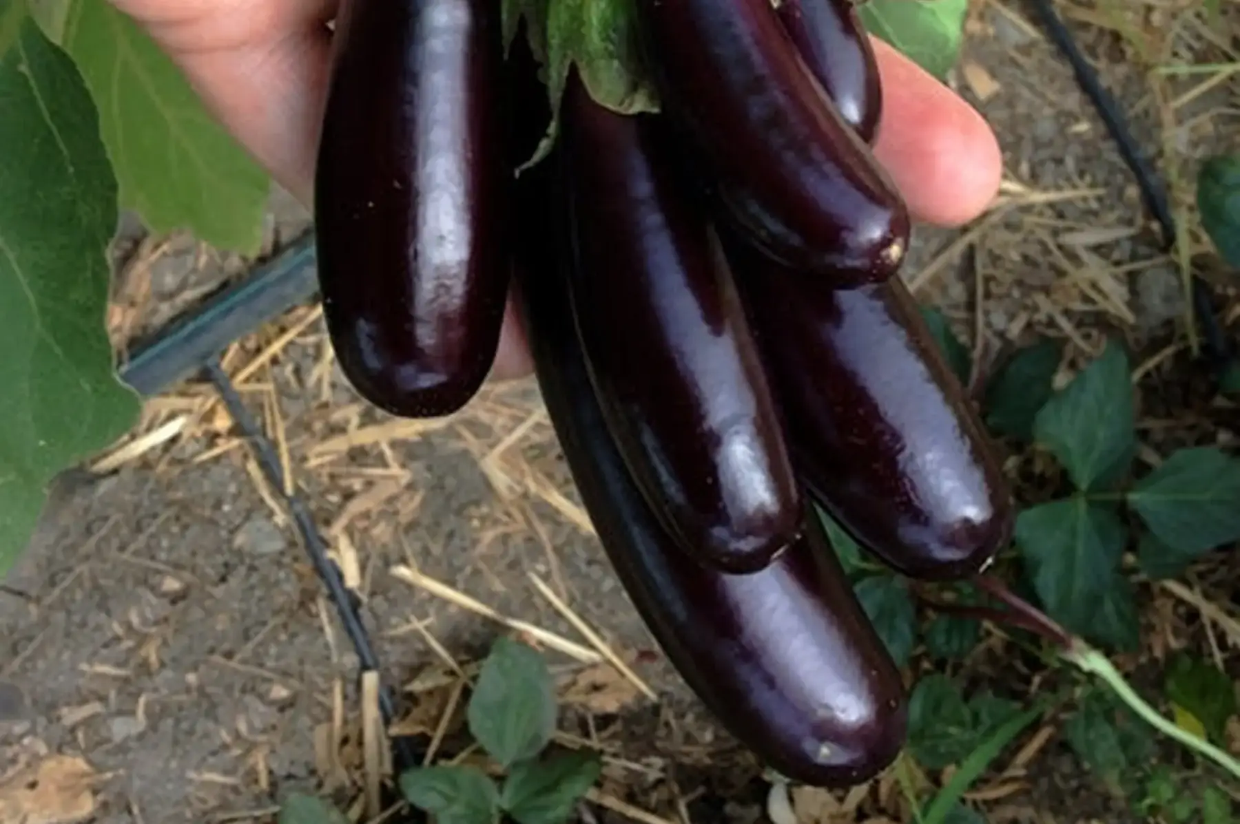 aubergine de barbentane