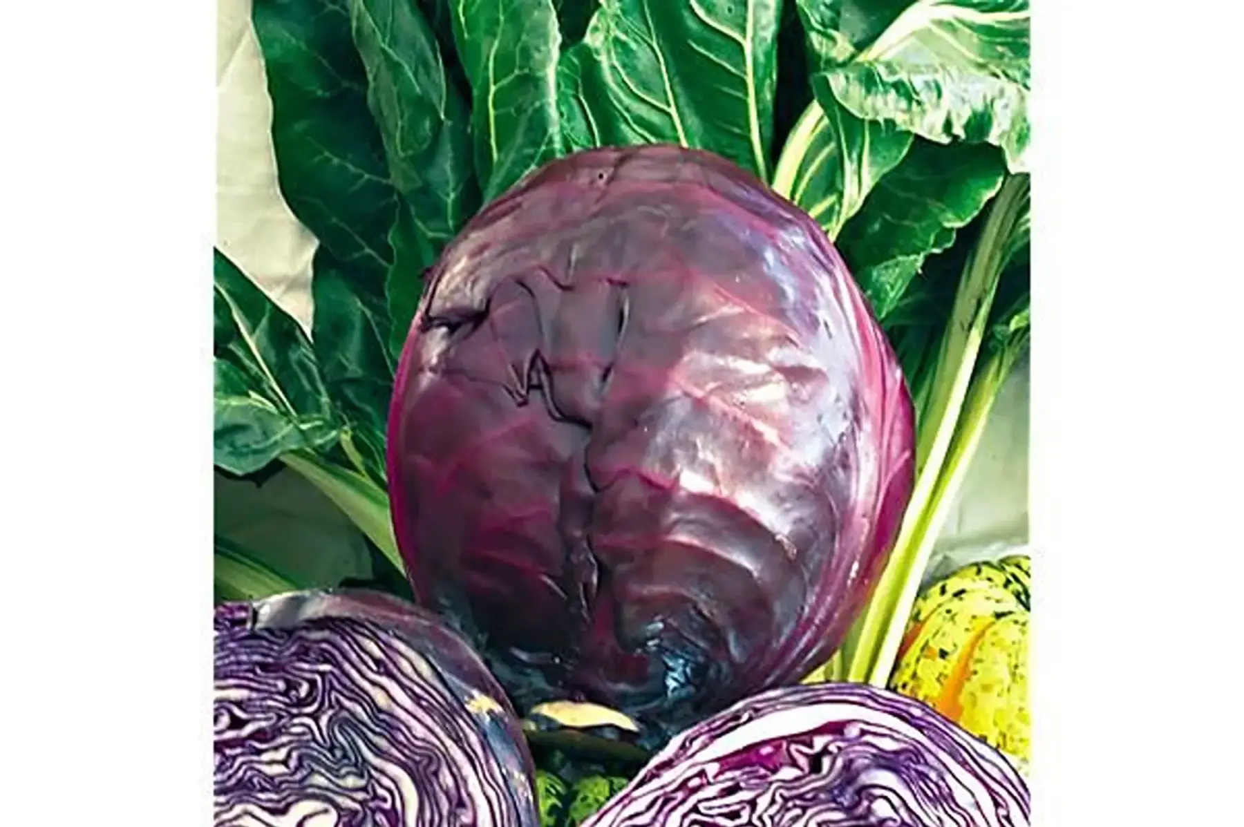 chou cabus rouge "tete noire"