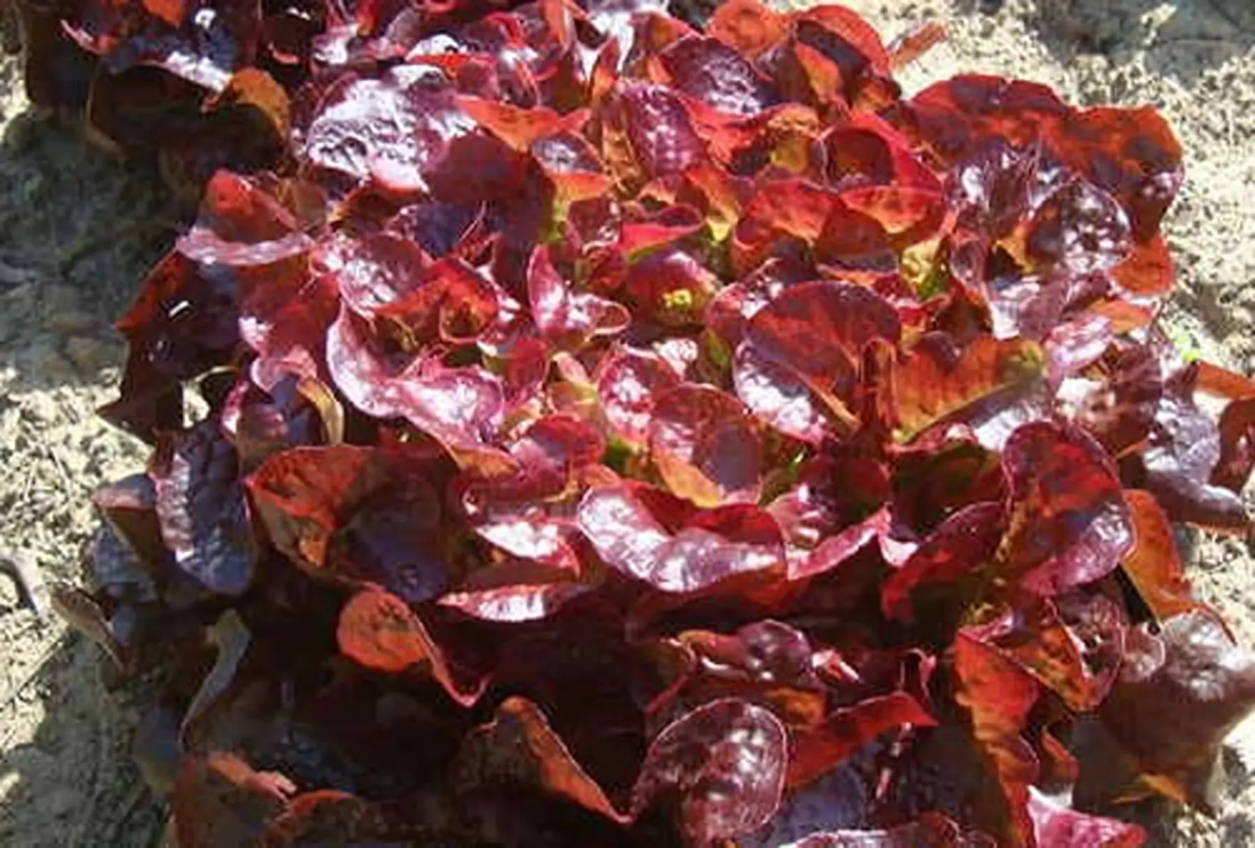 laitue "feuille de chêne" rouge