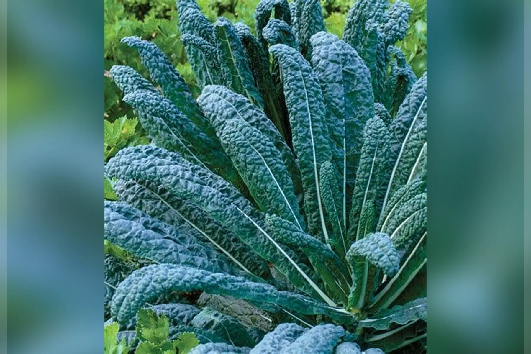 Chou kale "Nero di Toscana"