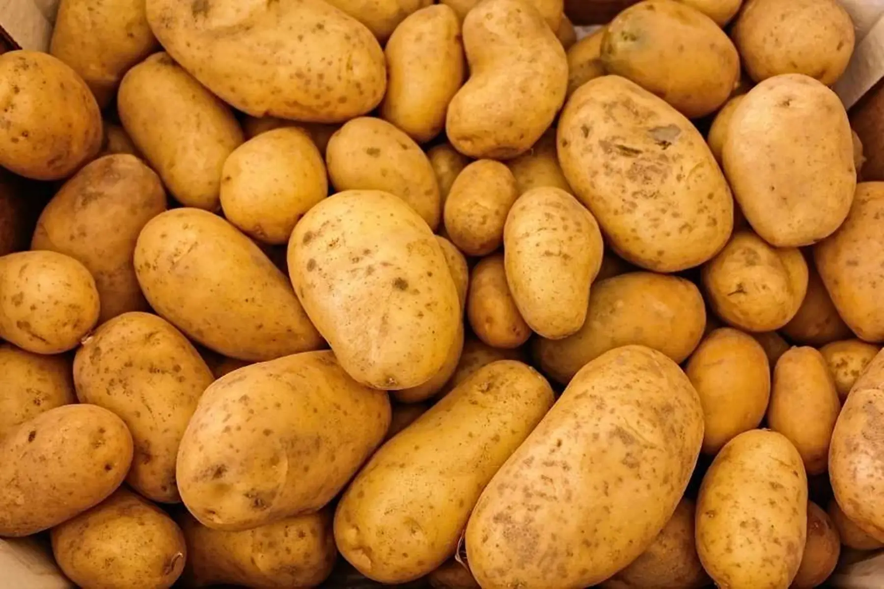 pomme de terre "charlotte" petit calibre