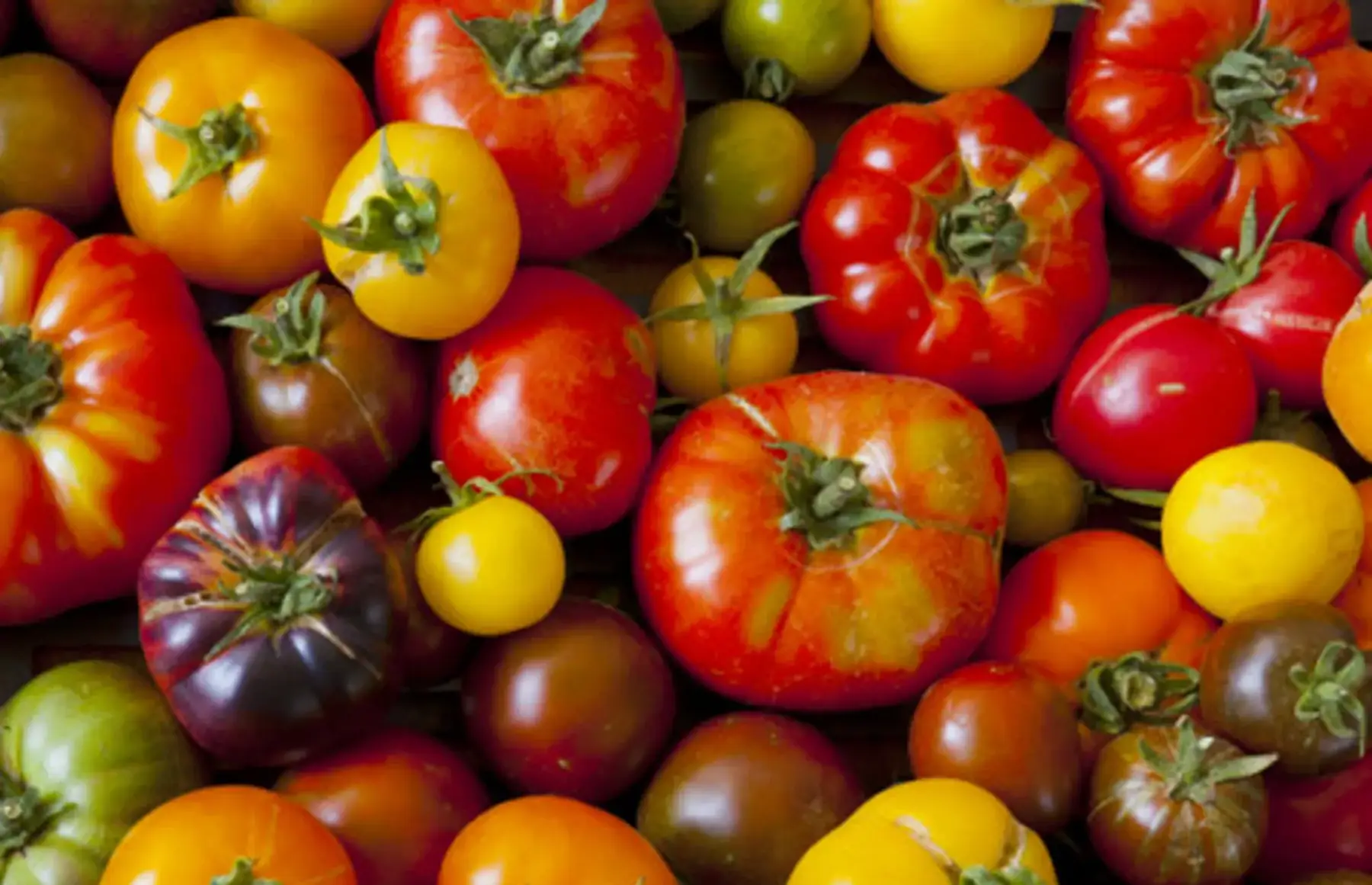 tomates anciennes variées
