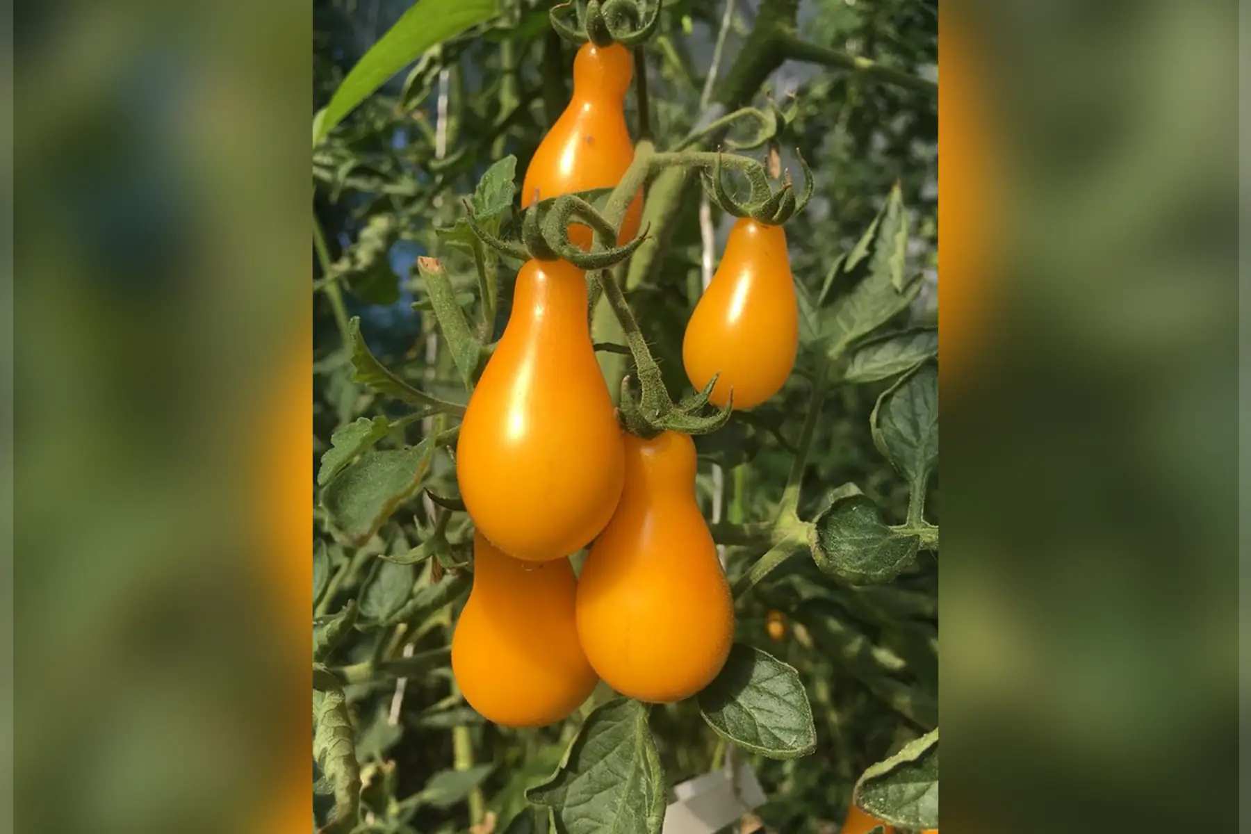 tomates cerise "poire jaune"