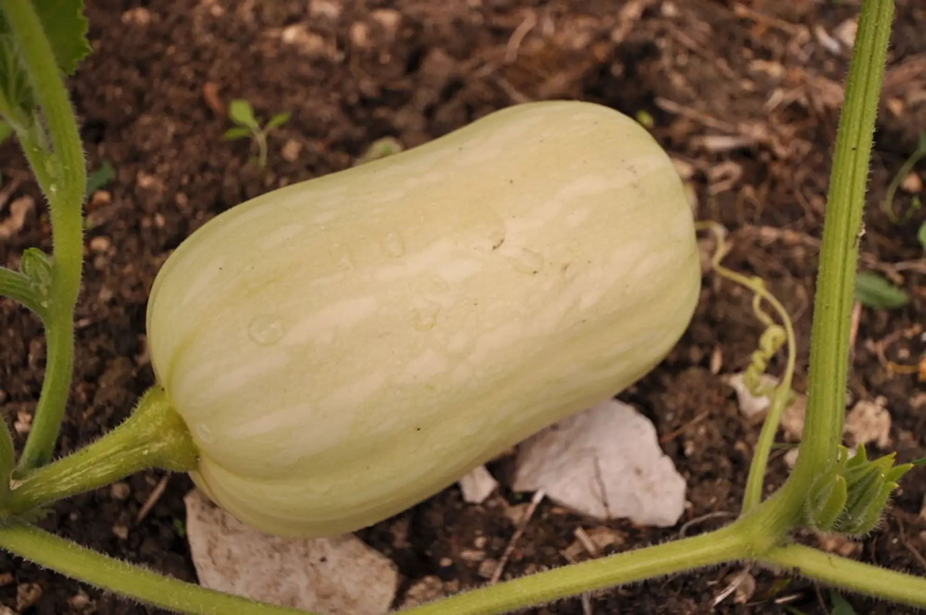 courge butternut