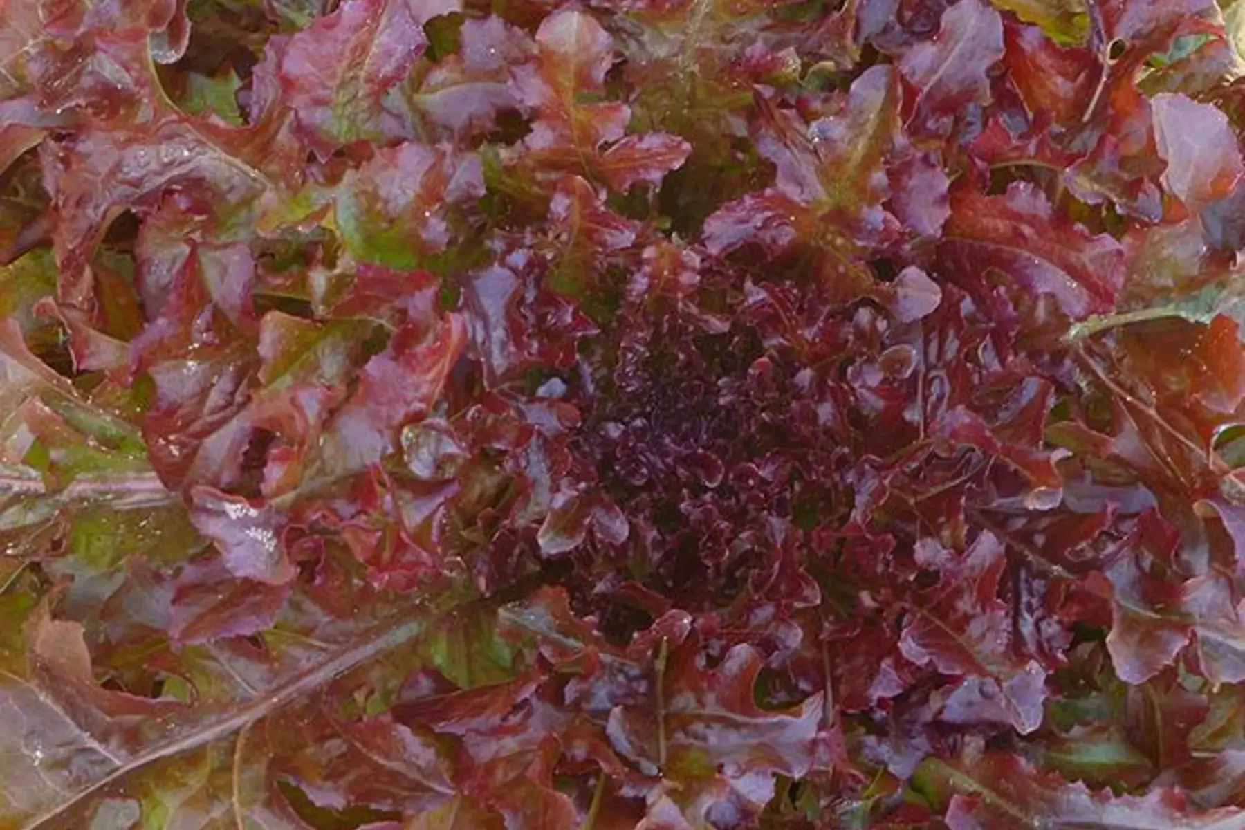 Laitue "Feuille de chêne rouge"