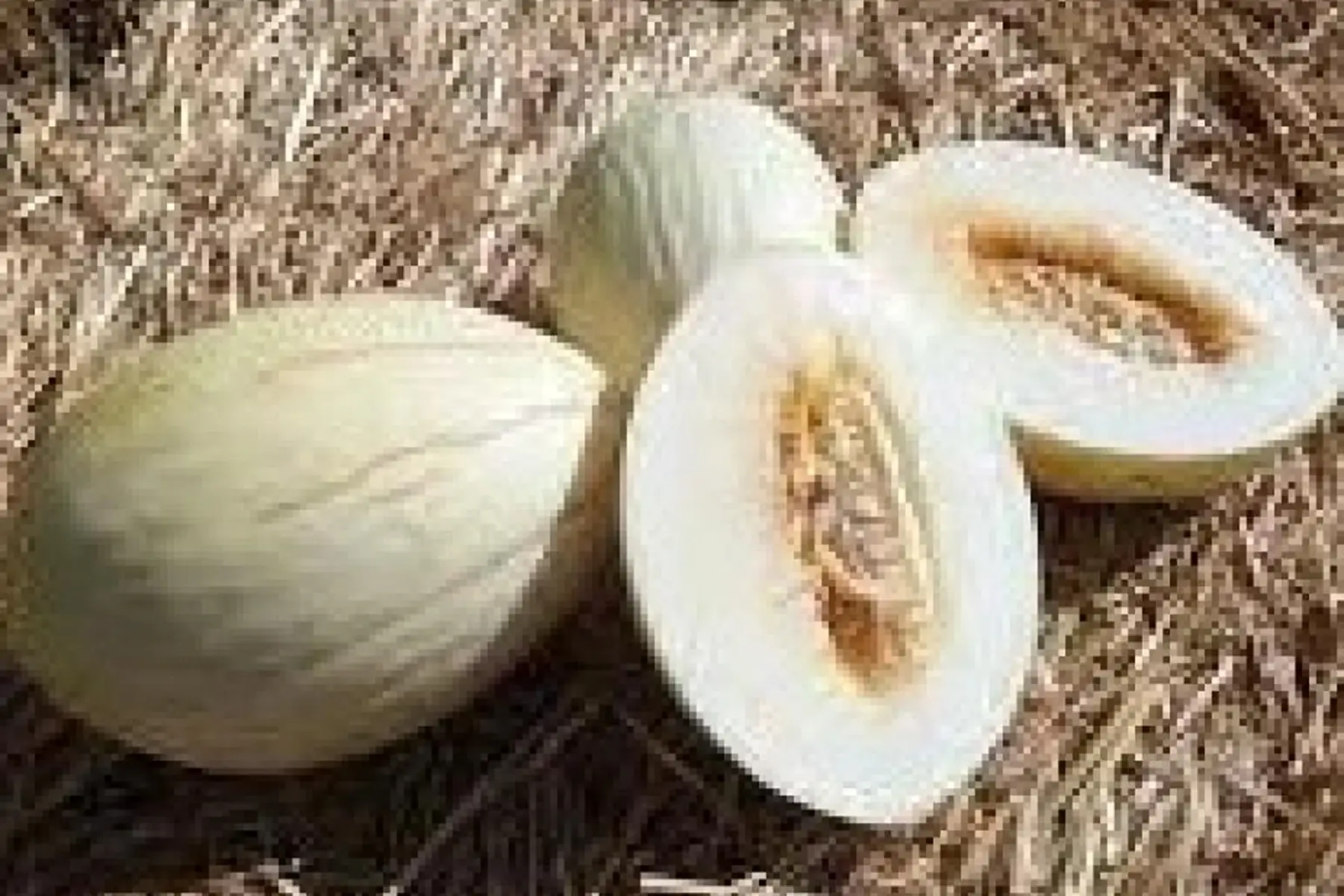 melon "douceur de l'arc"
