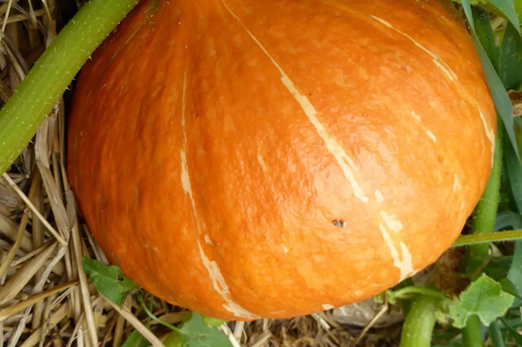 potimarron "red cury"