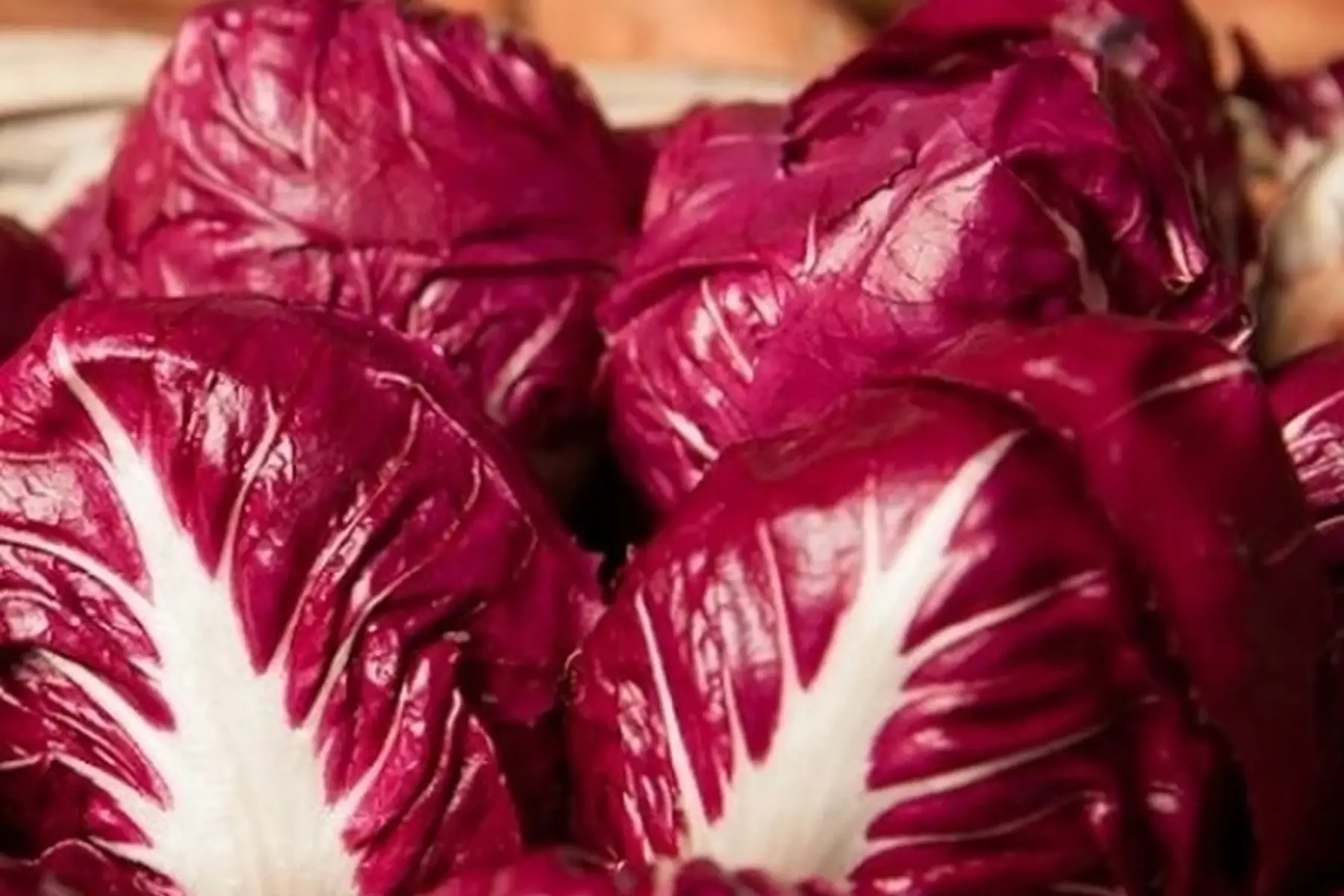 Chicorée rouge de Vérone