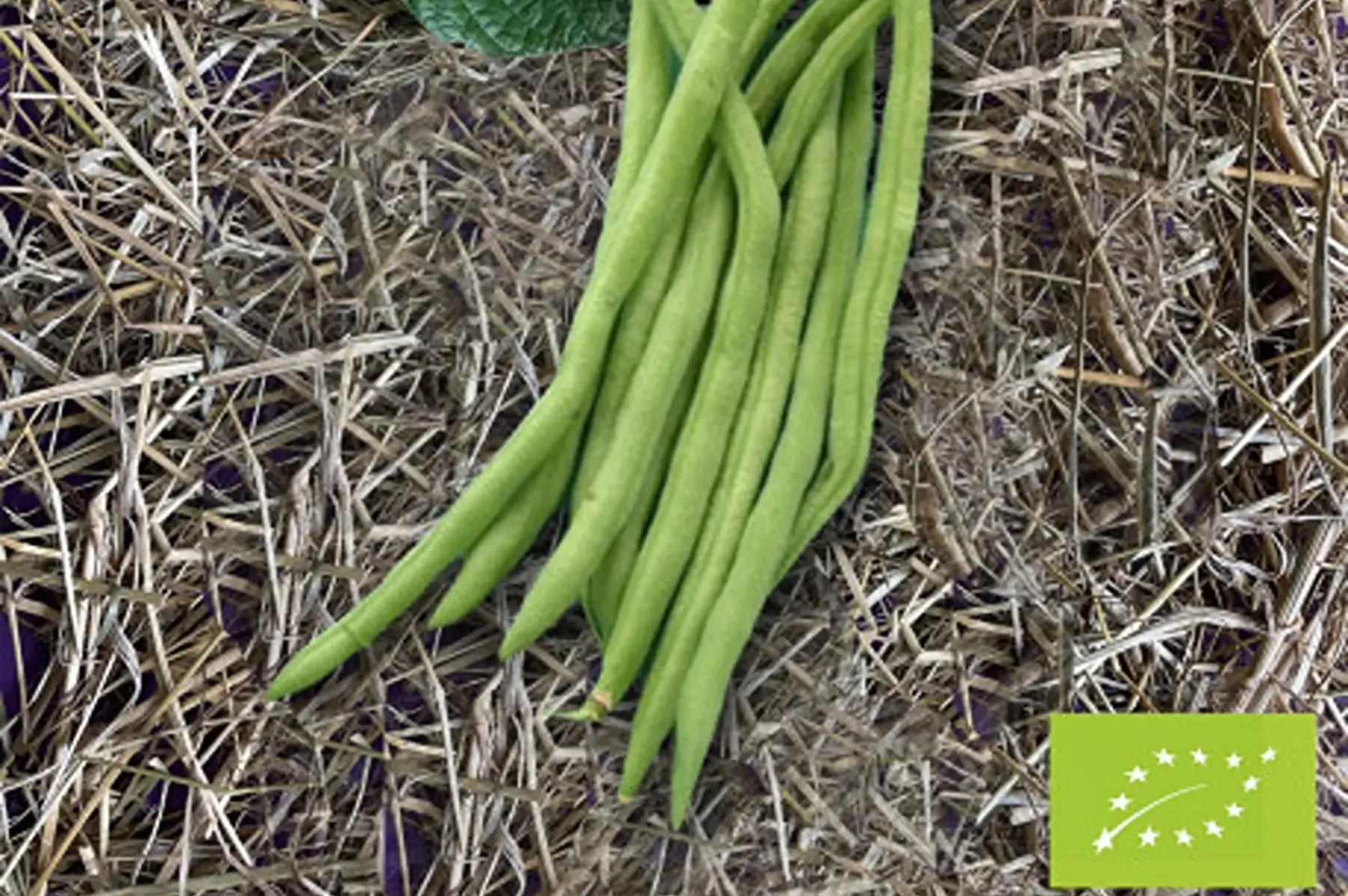 haricots verts "Cupidon"