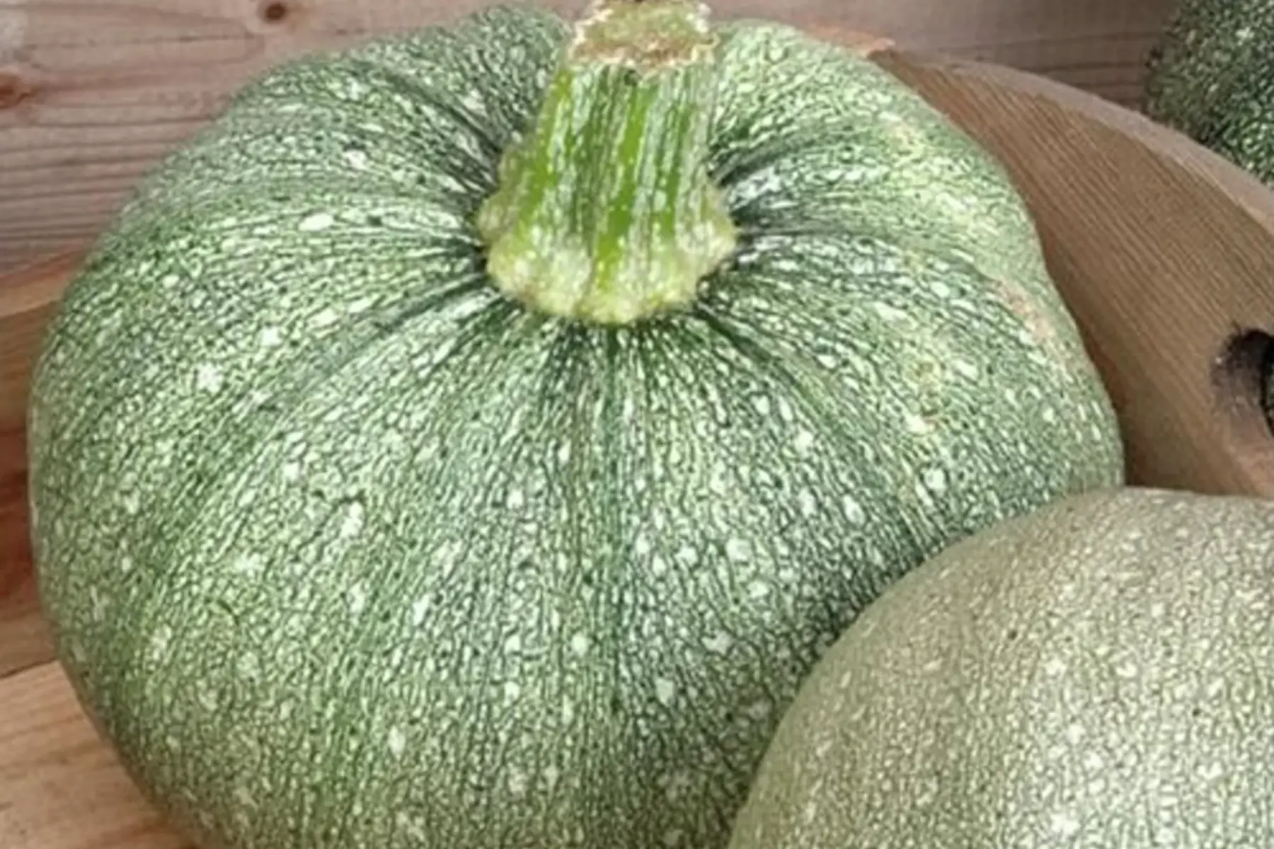 courgette "ronde de nice"