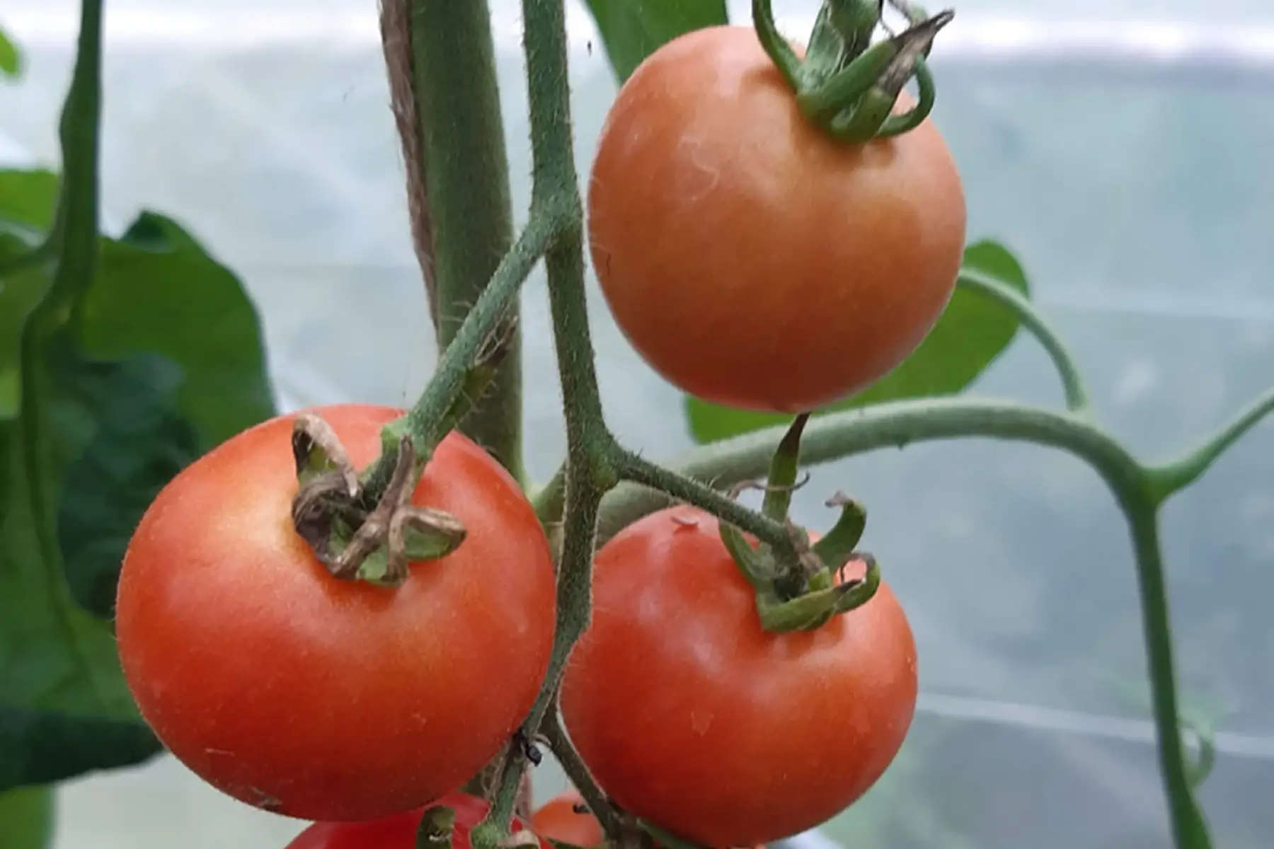 Tomate coktail "Matina"