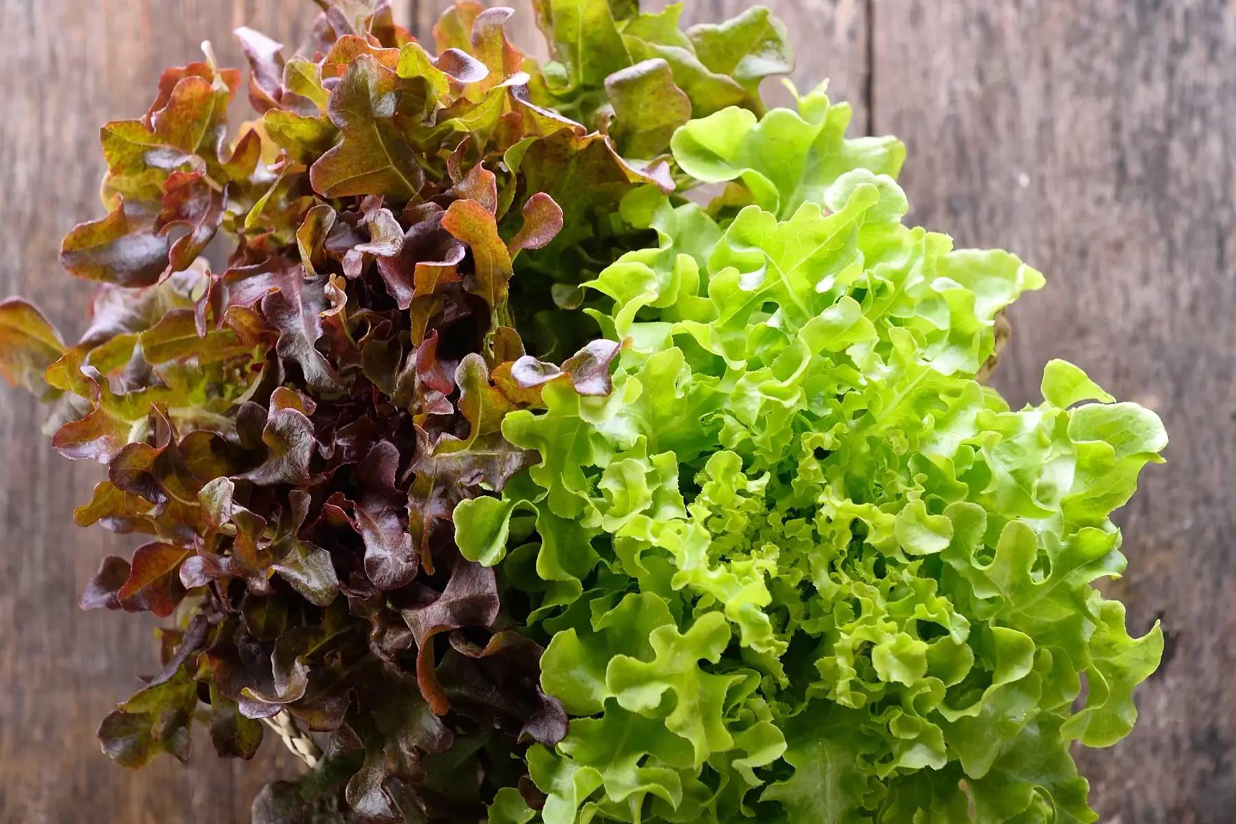 mesclun de salades avec roquette