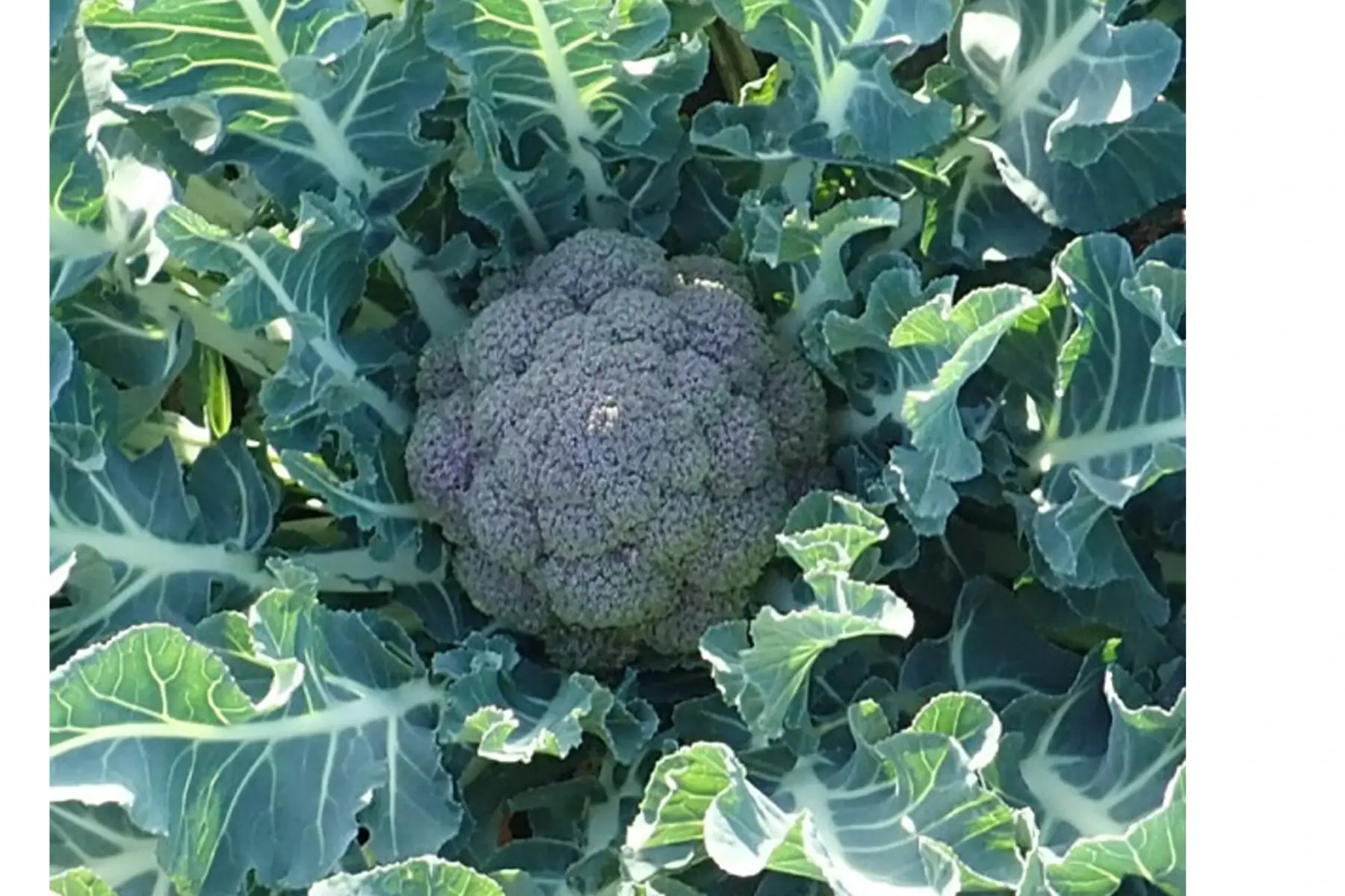 chou brocoli "bricoli"