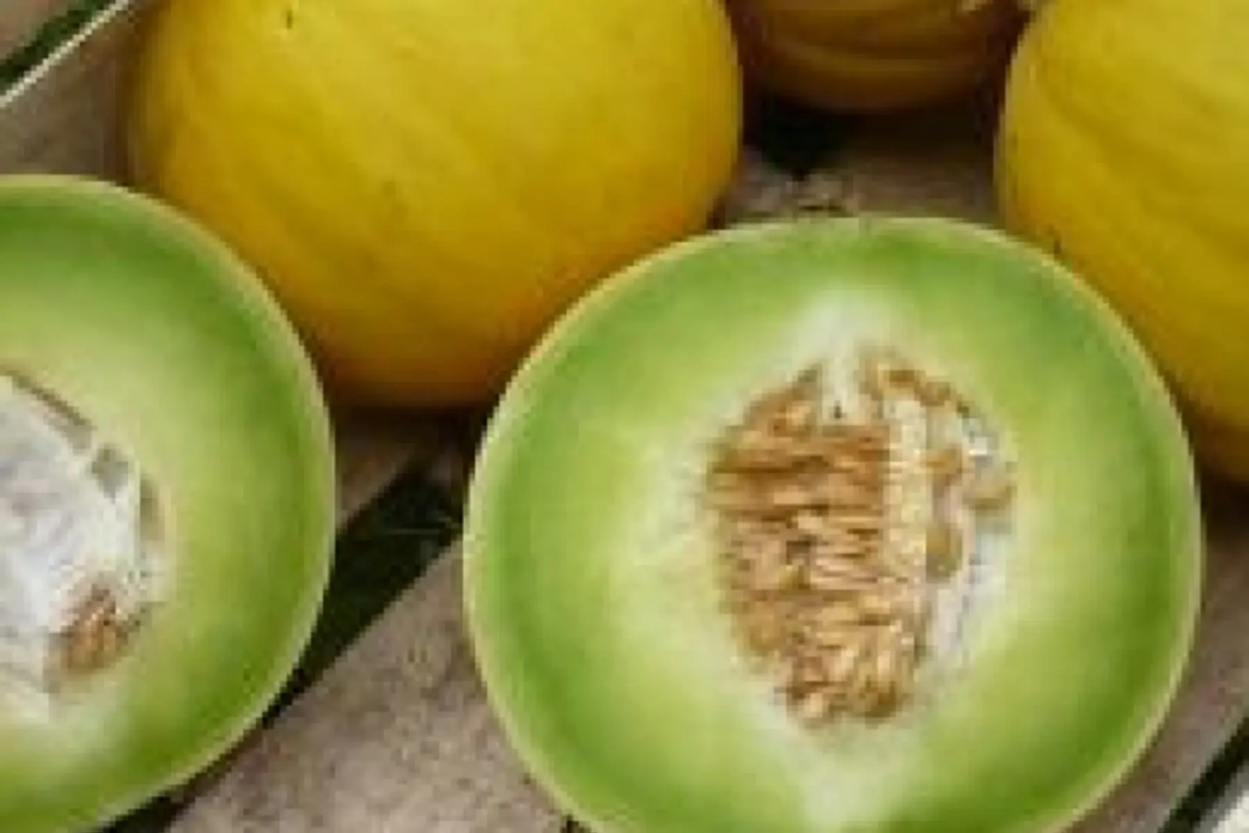 melon "boule d'or"