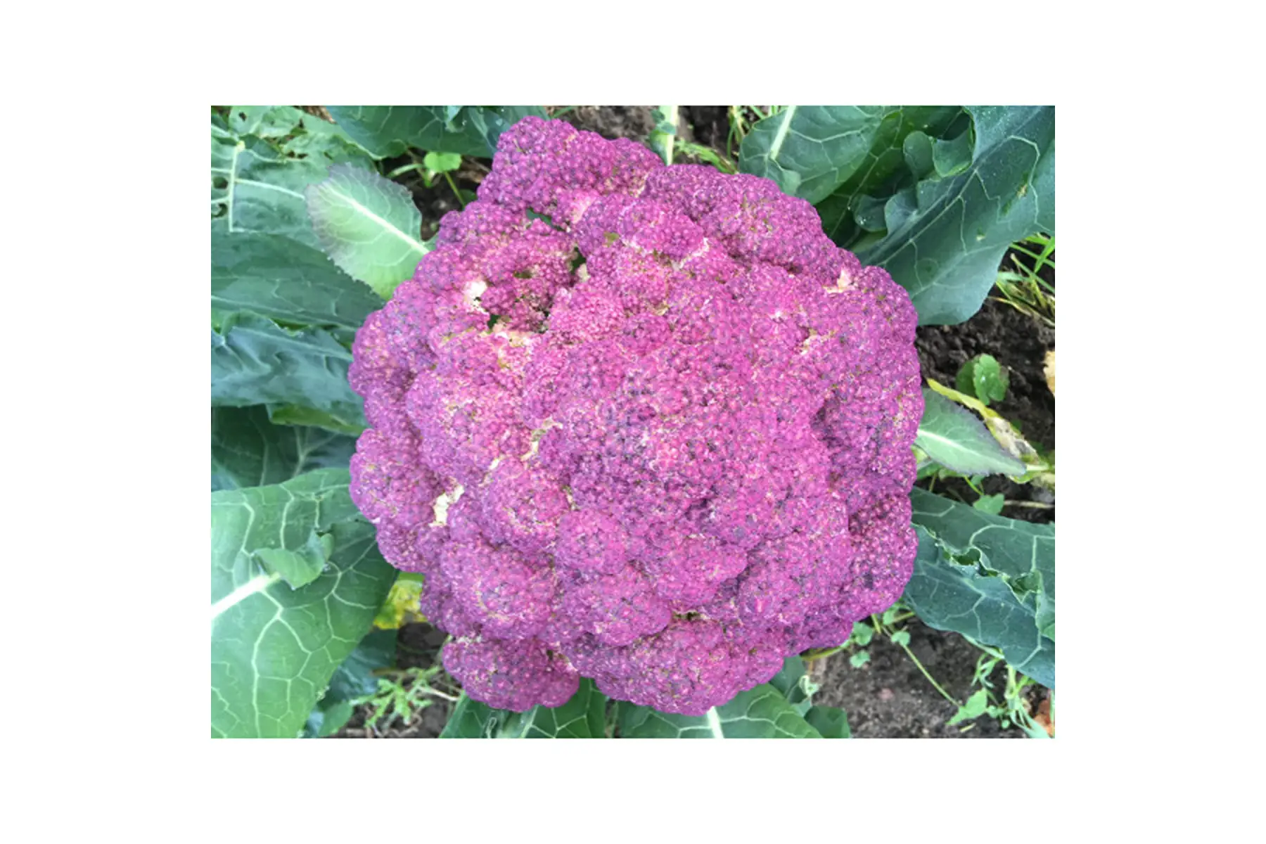 chou fleur "violet de sicile"